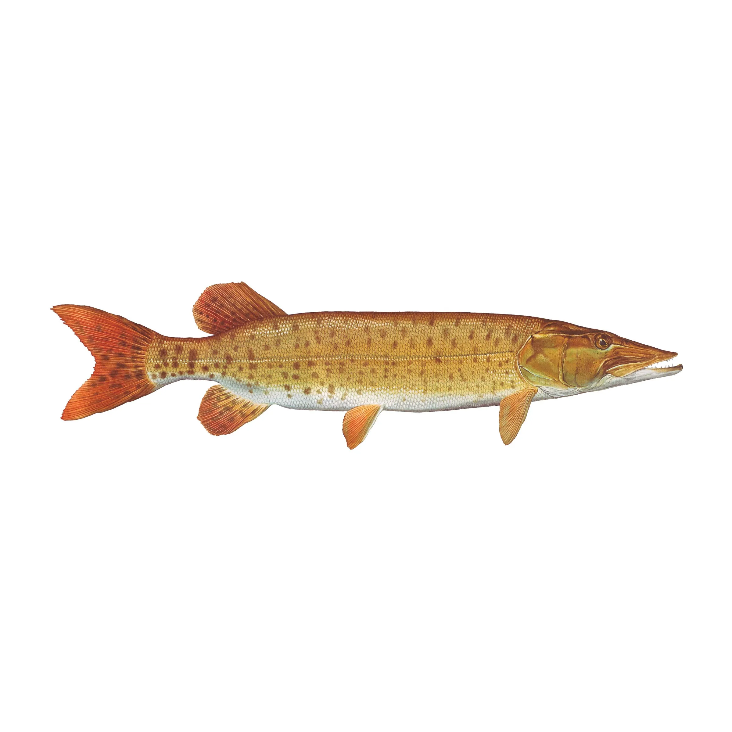 8" Gamefish Boat & Truck Window Stickers