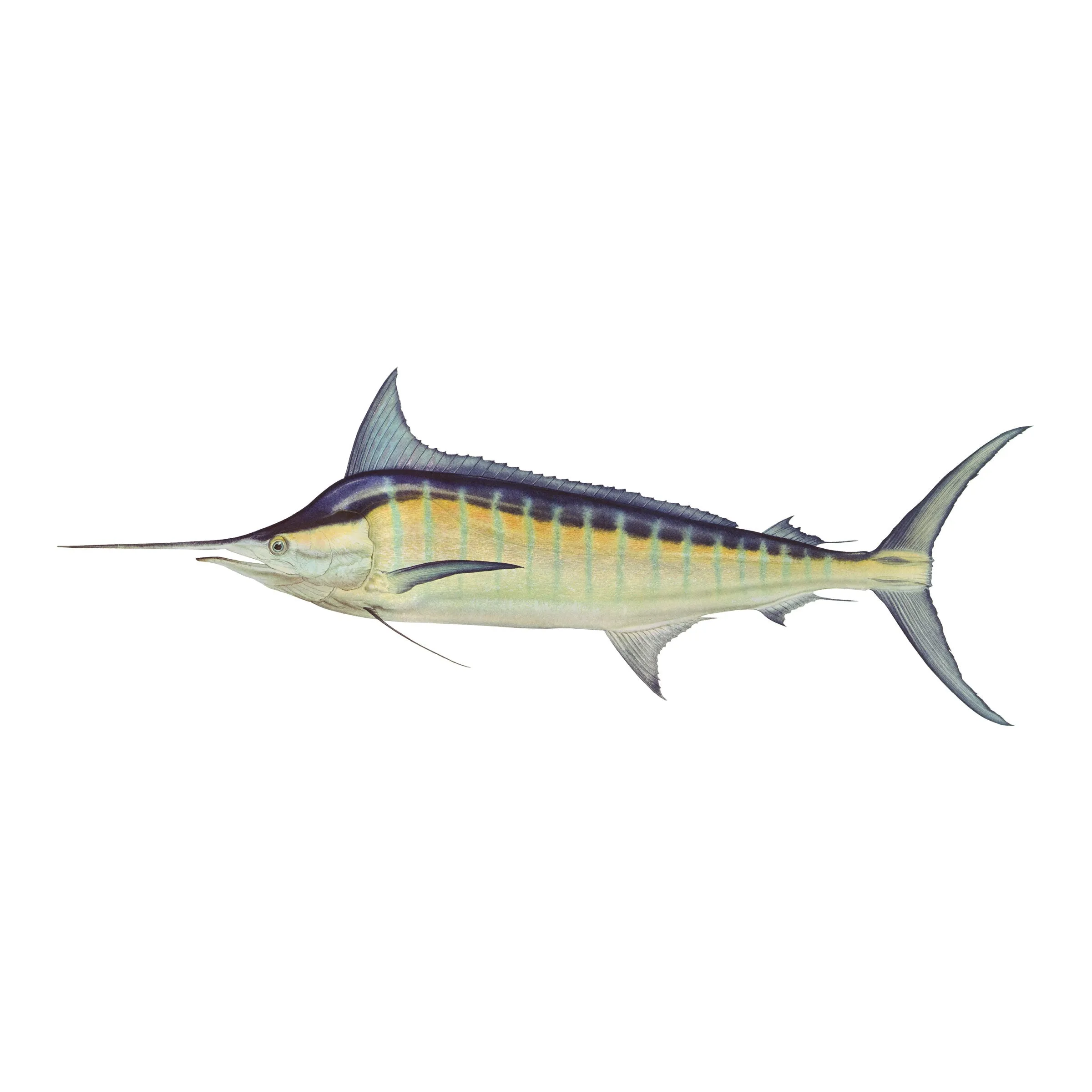 8" Gamefish Boat & Truck Window Stickers