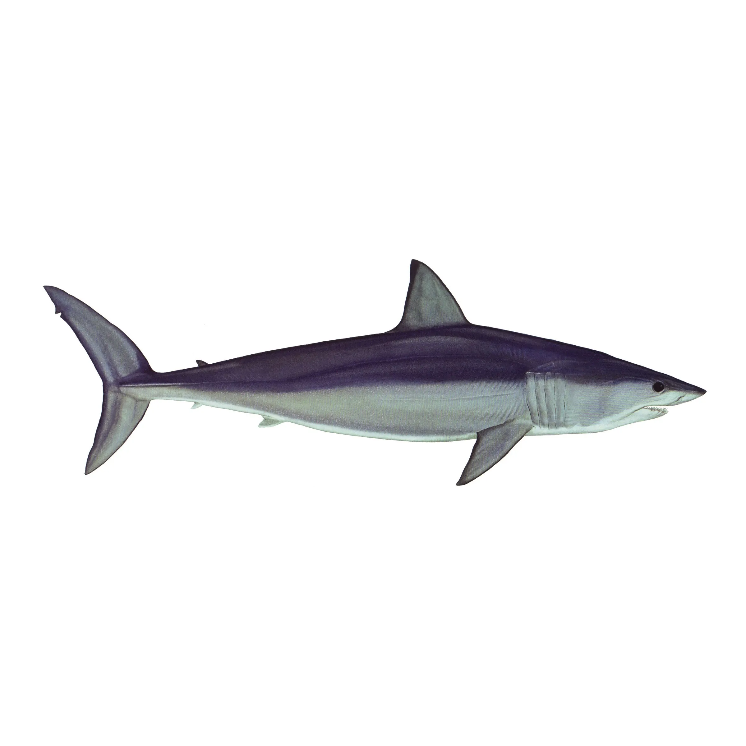 8" Gamefish Boat & Truck Window Stickers