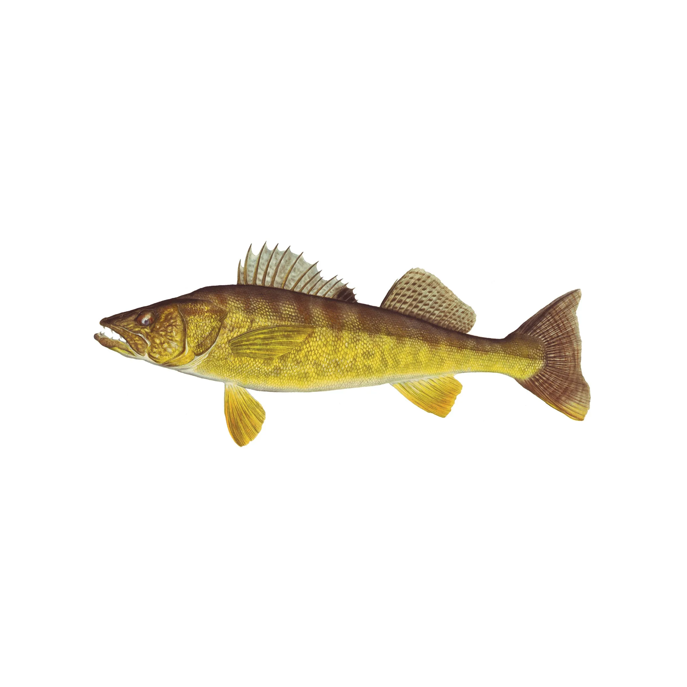 8" Gamefish Boat & Truck Window Stickers