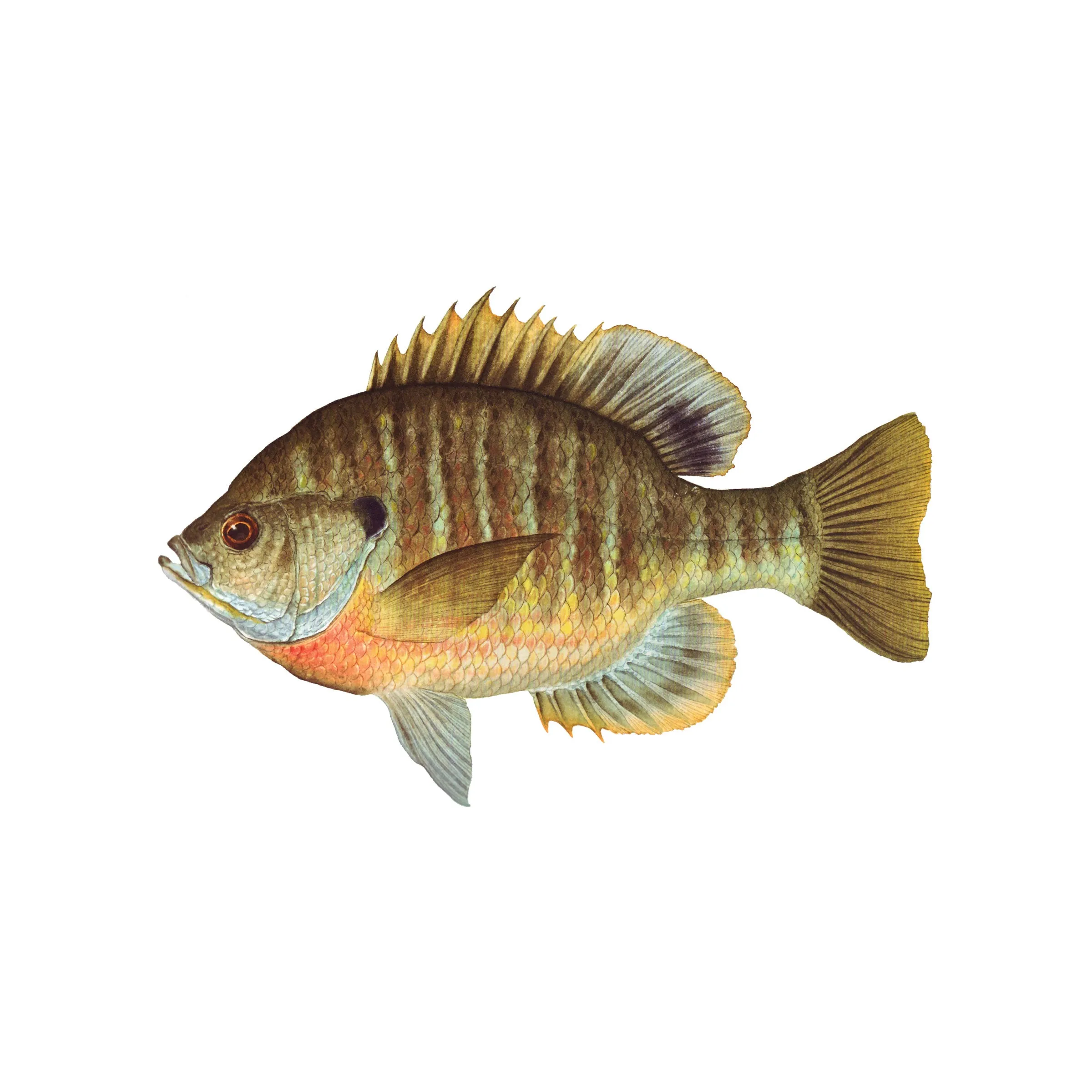 8" Gamefish Boat & Truck Window Stickers