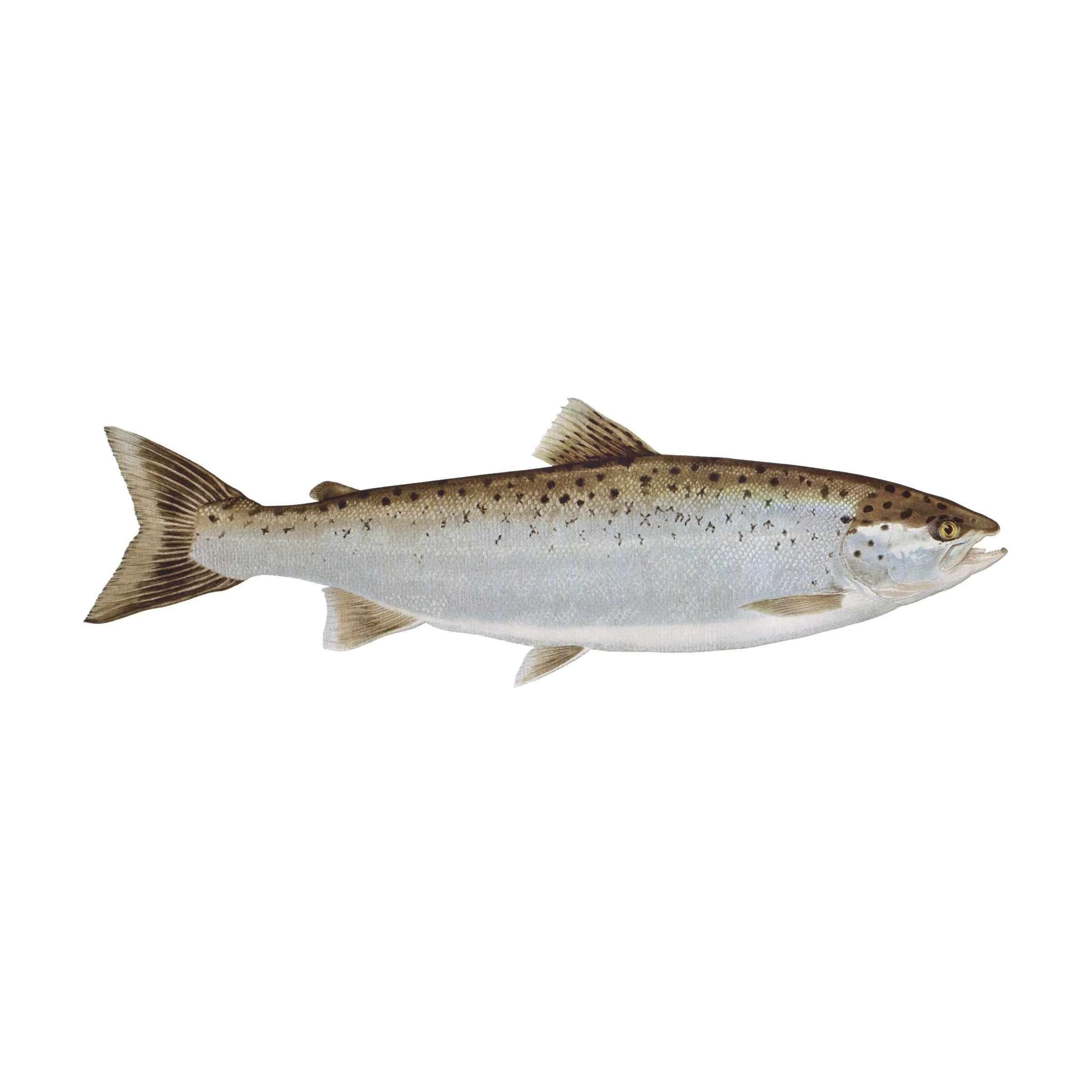 8" Gamefish Boat & Truck Window Stickers