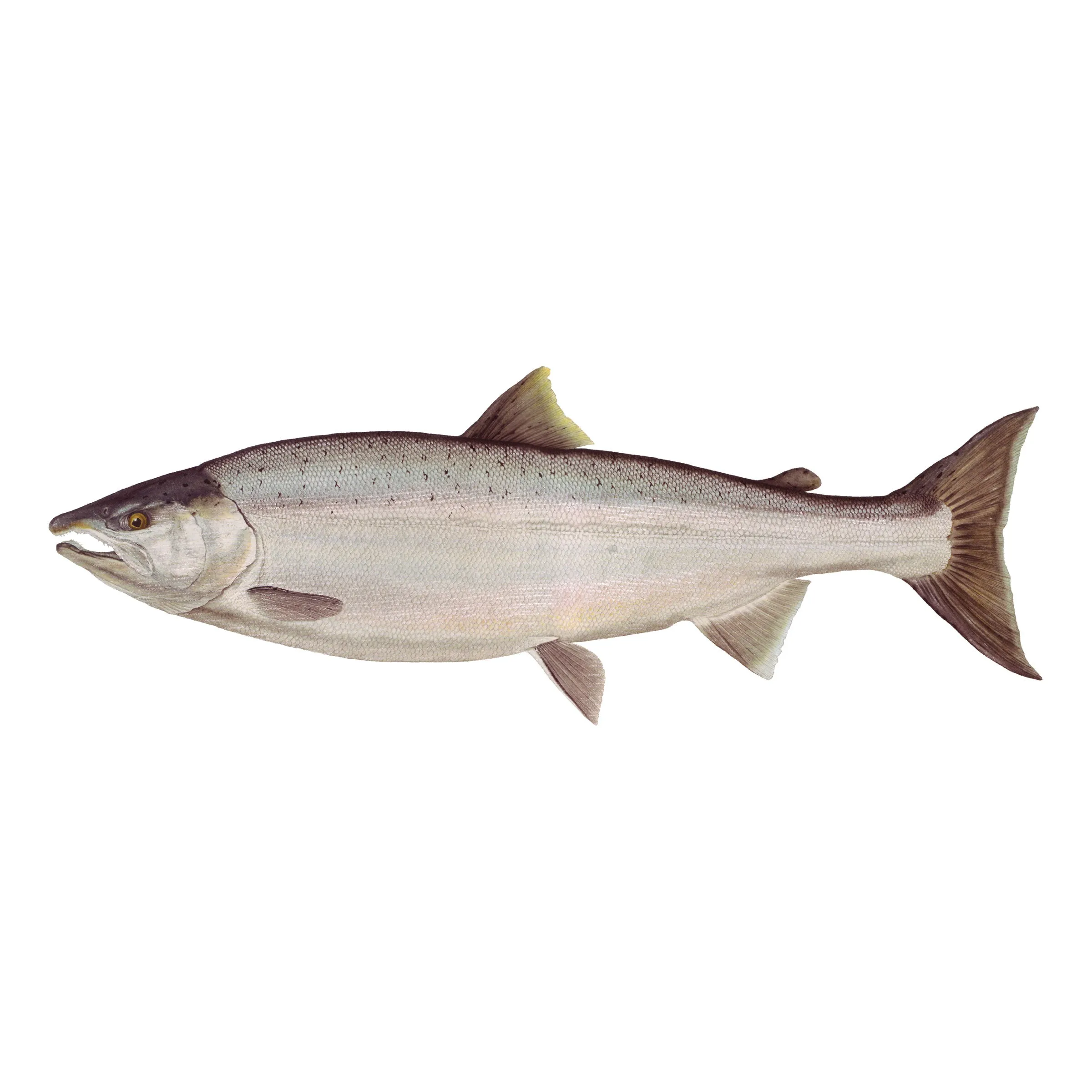8" Gamefish Boat & Truck Window Stickers
