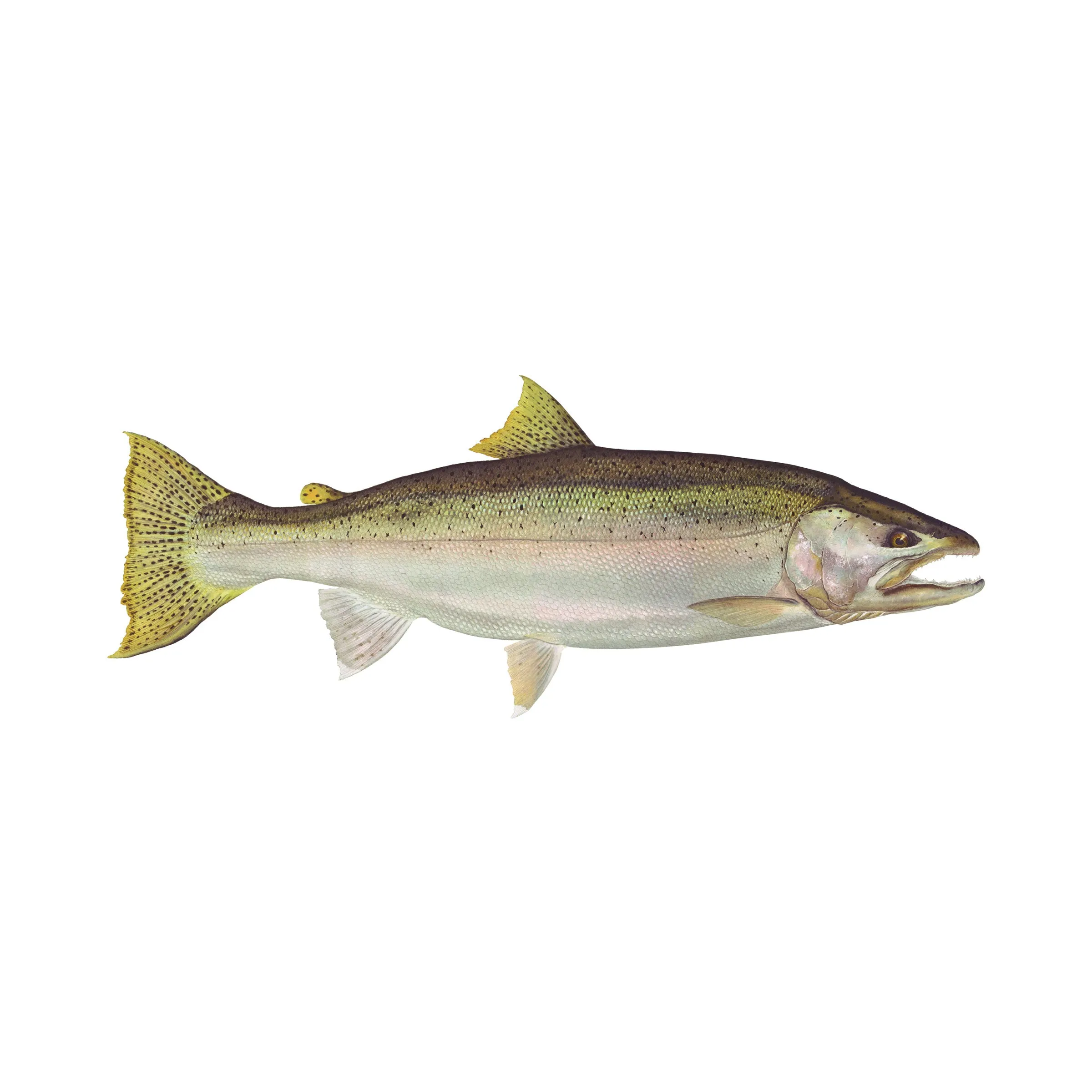 8" Gamefish Boat & Truck Window Stickers
