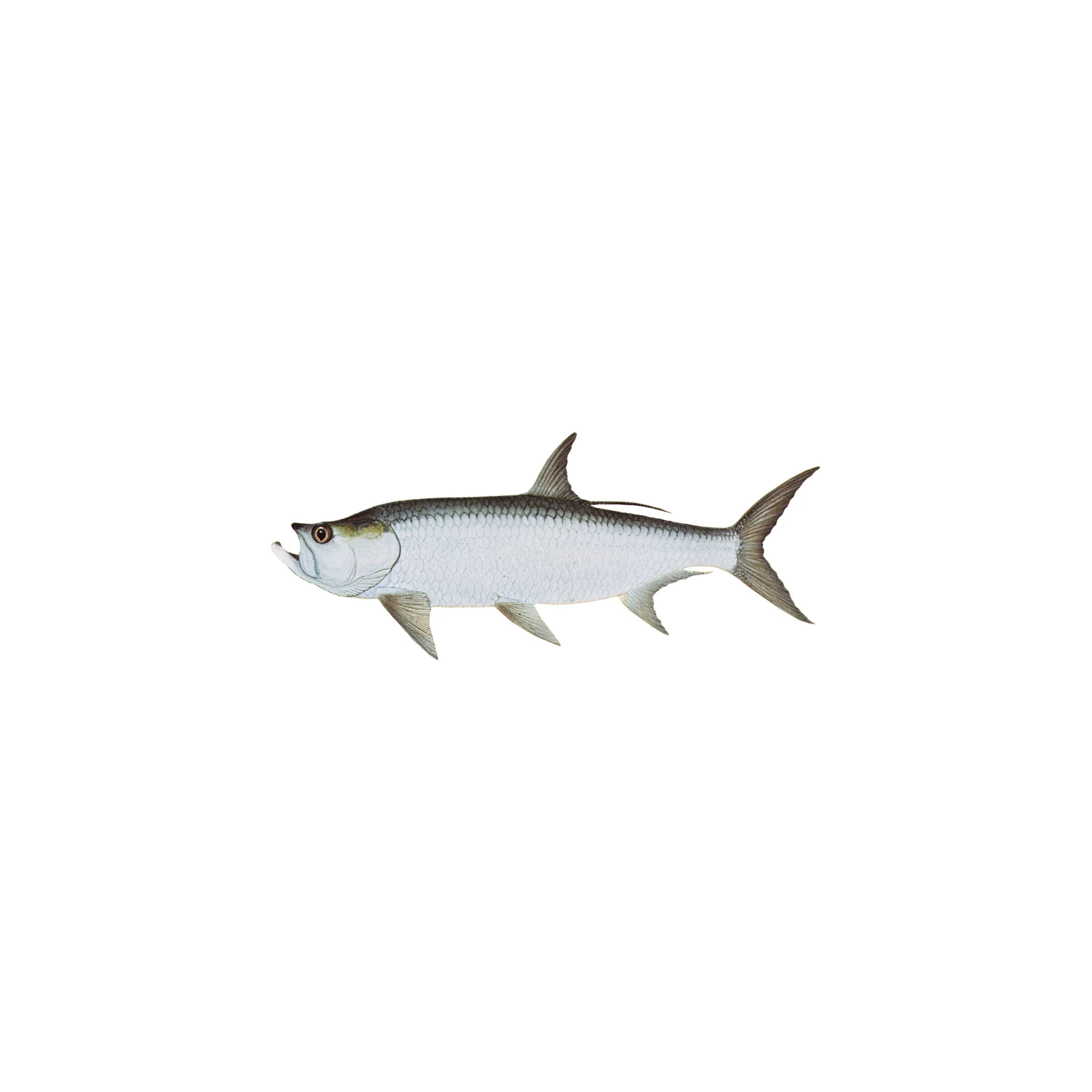 8" Gamefish Boat & Truck Window Stickers