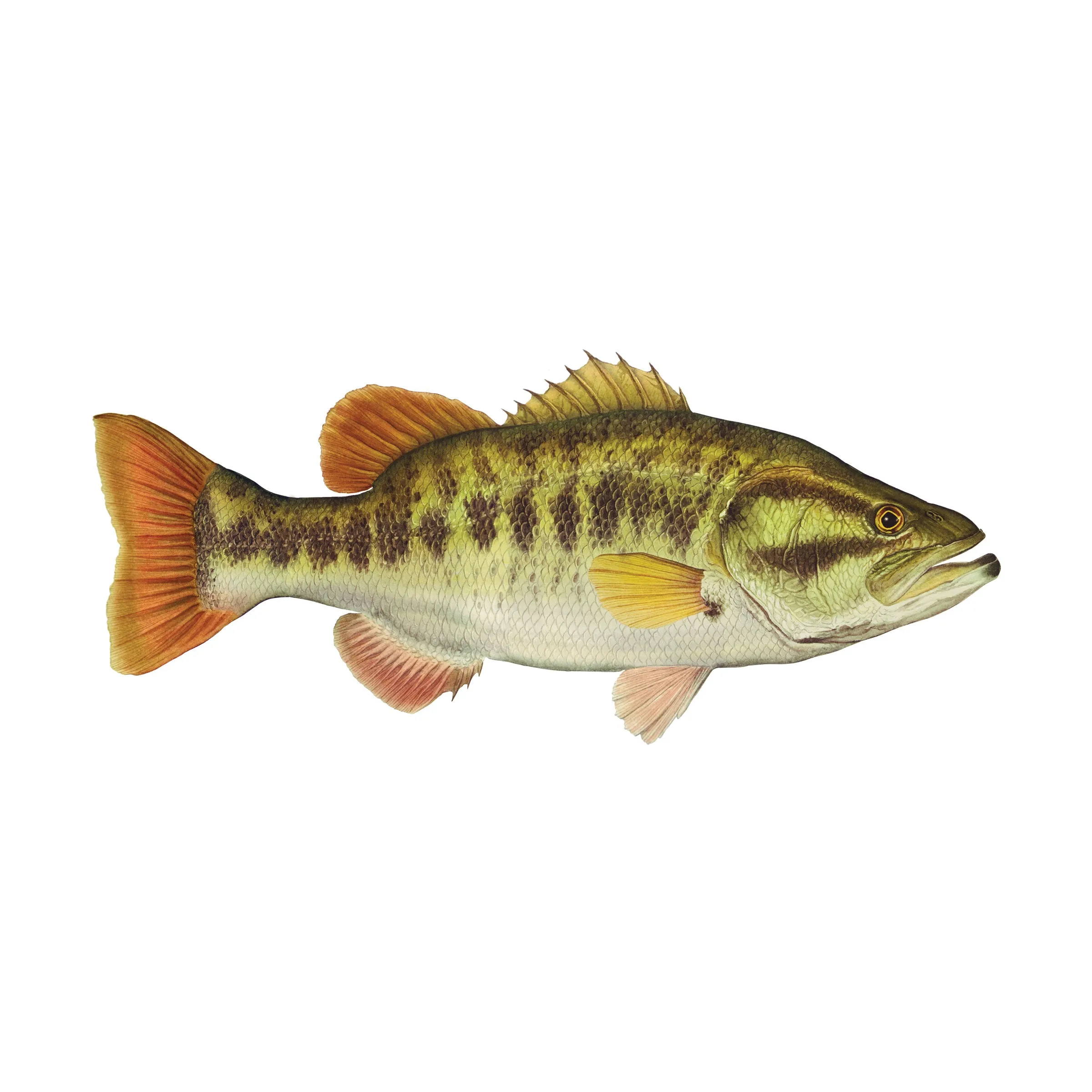 8" Gamefish Boat & Truck Window Stickers