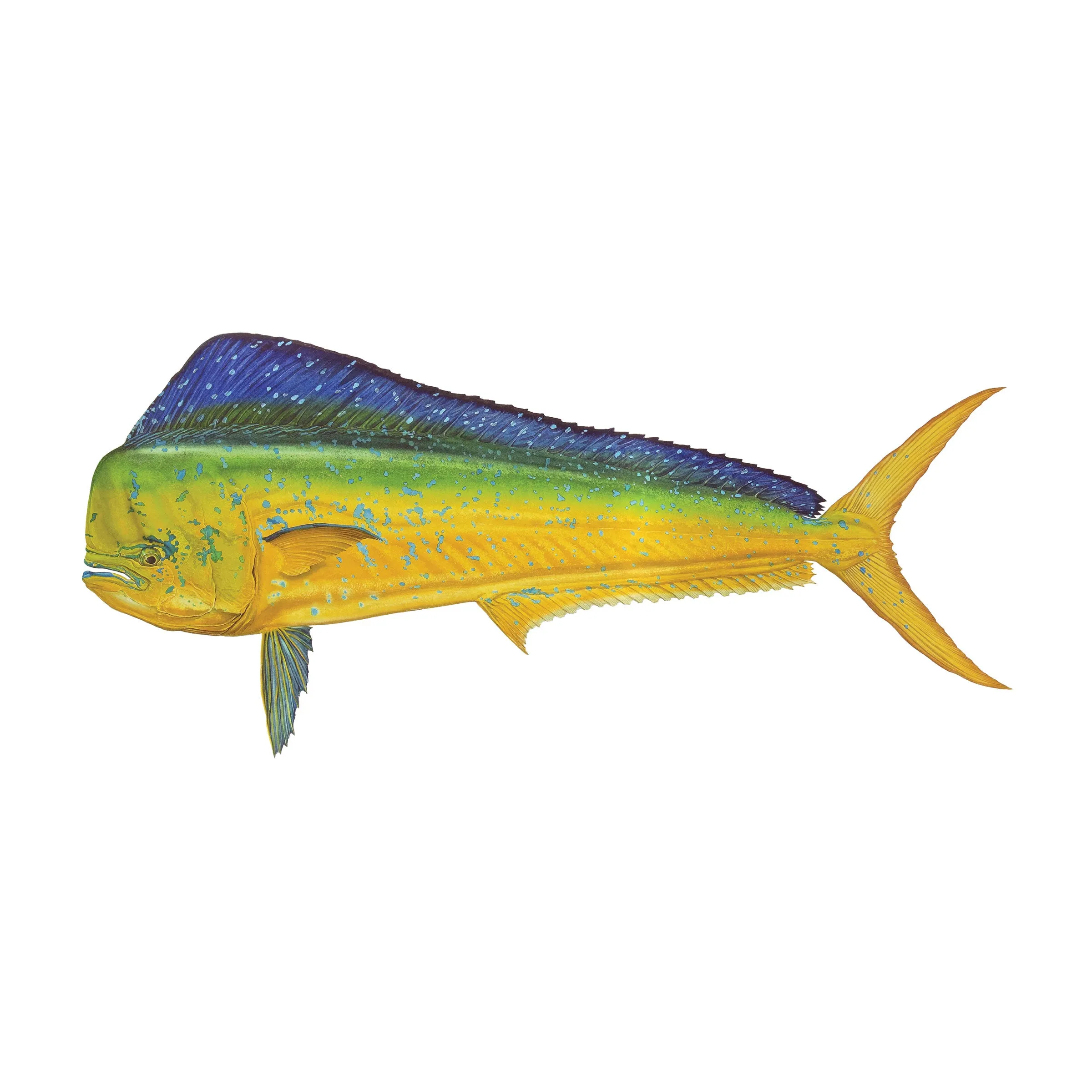 8" Gamefish Boat & Truck Window Stickers