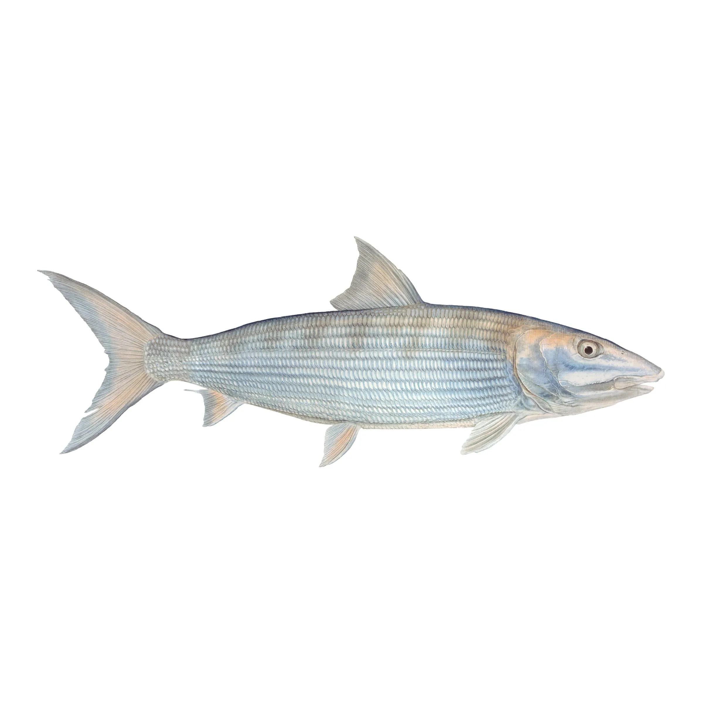8" Gamefish Boat & Truck Window Stickers