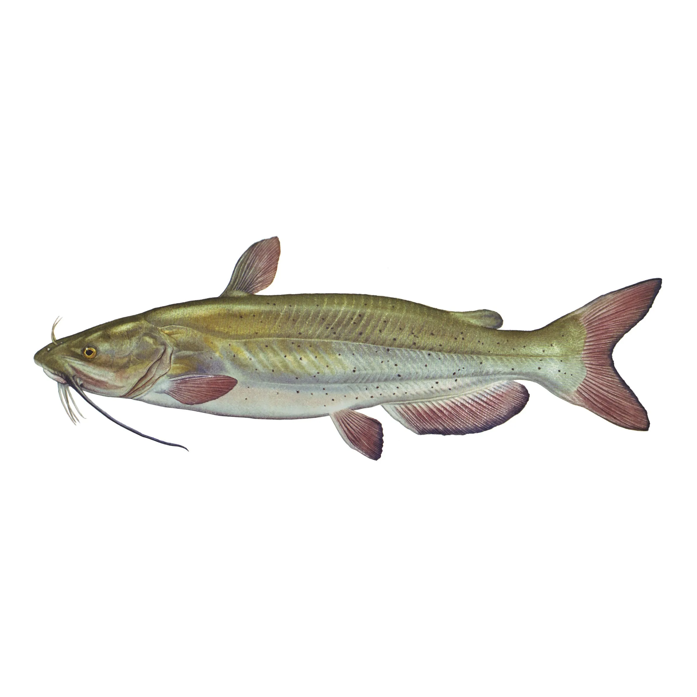8" Gamefish Boat & Truck Window Stickers