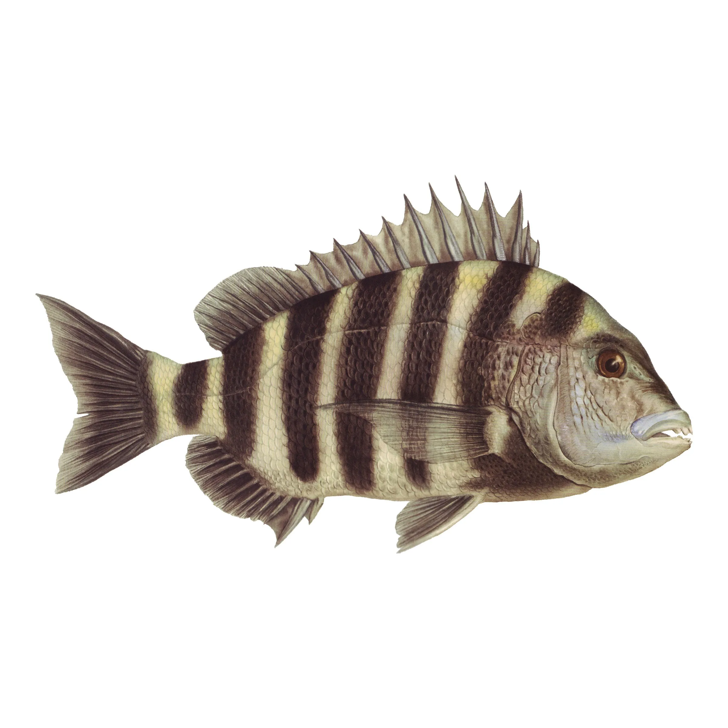 8" Gamefish Boat & Truck Window Stickers