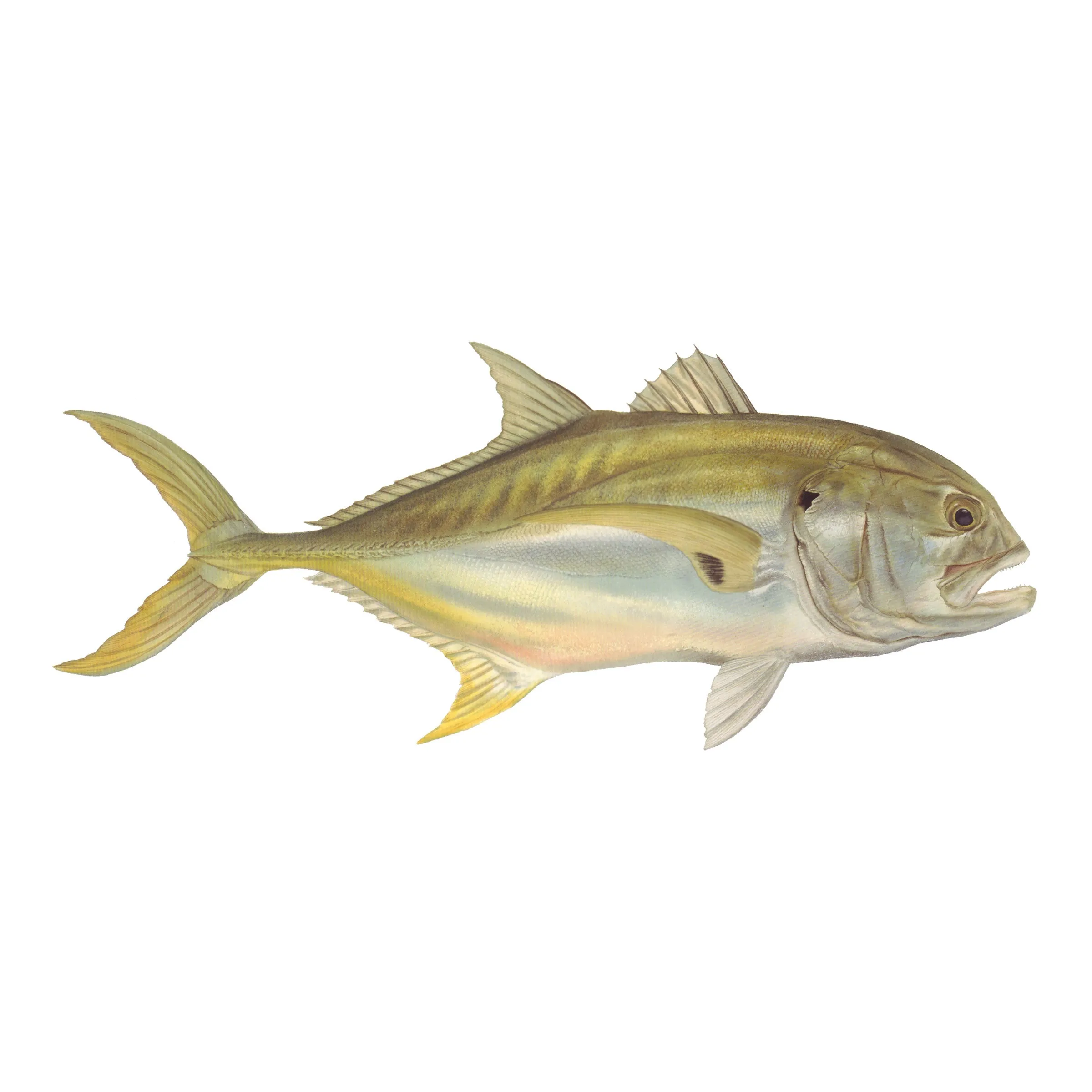 8" Gamefish Boat & Truck Window Stickers