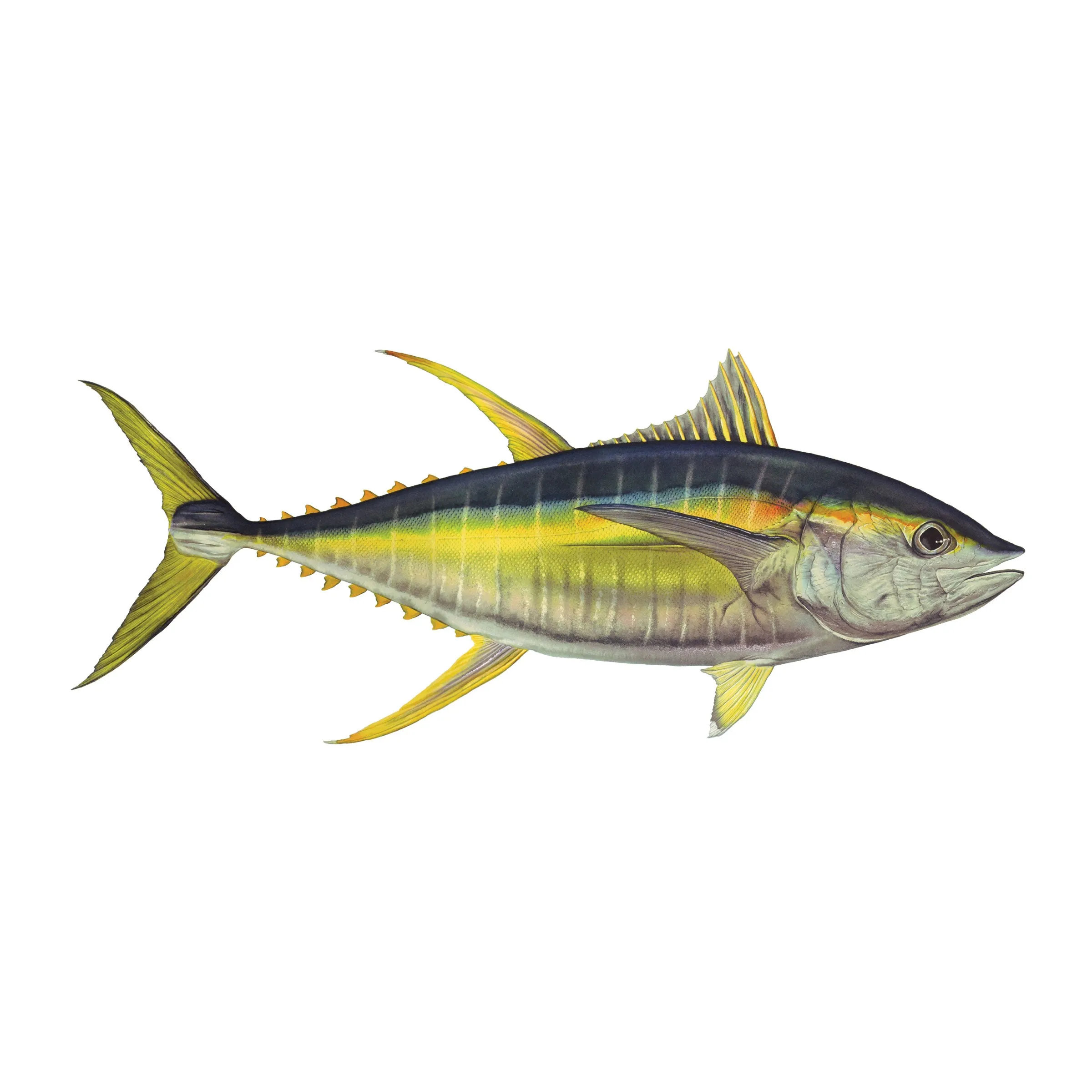 8" Gamefish Boat & Truck Window Stickers