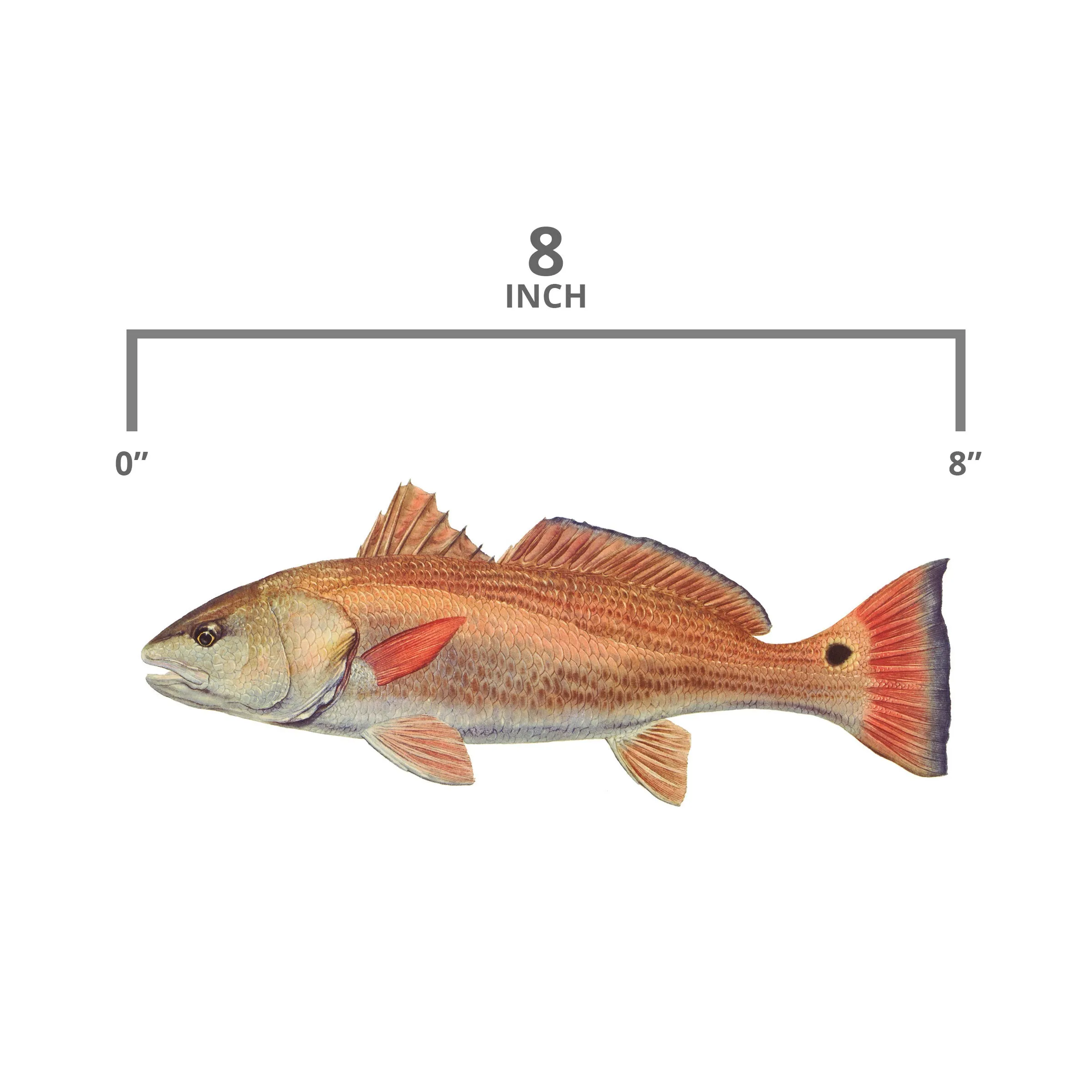 8" Gamefish Boat & Truck Window Stickers