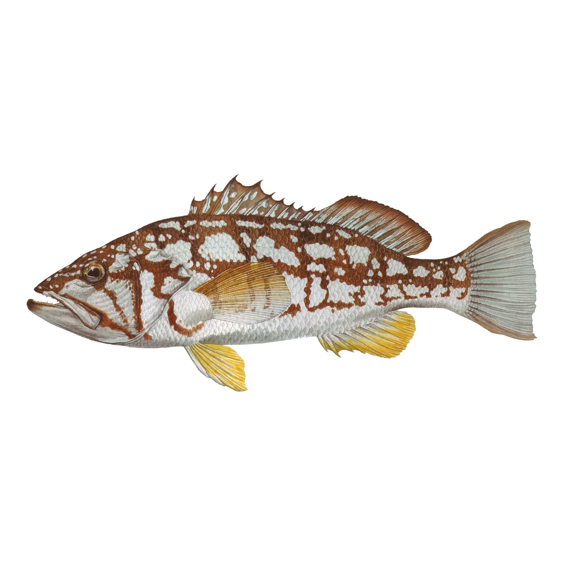 8" Gamefish Boat & Truck Window Stickers