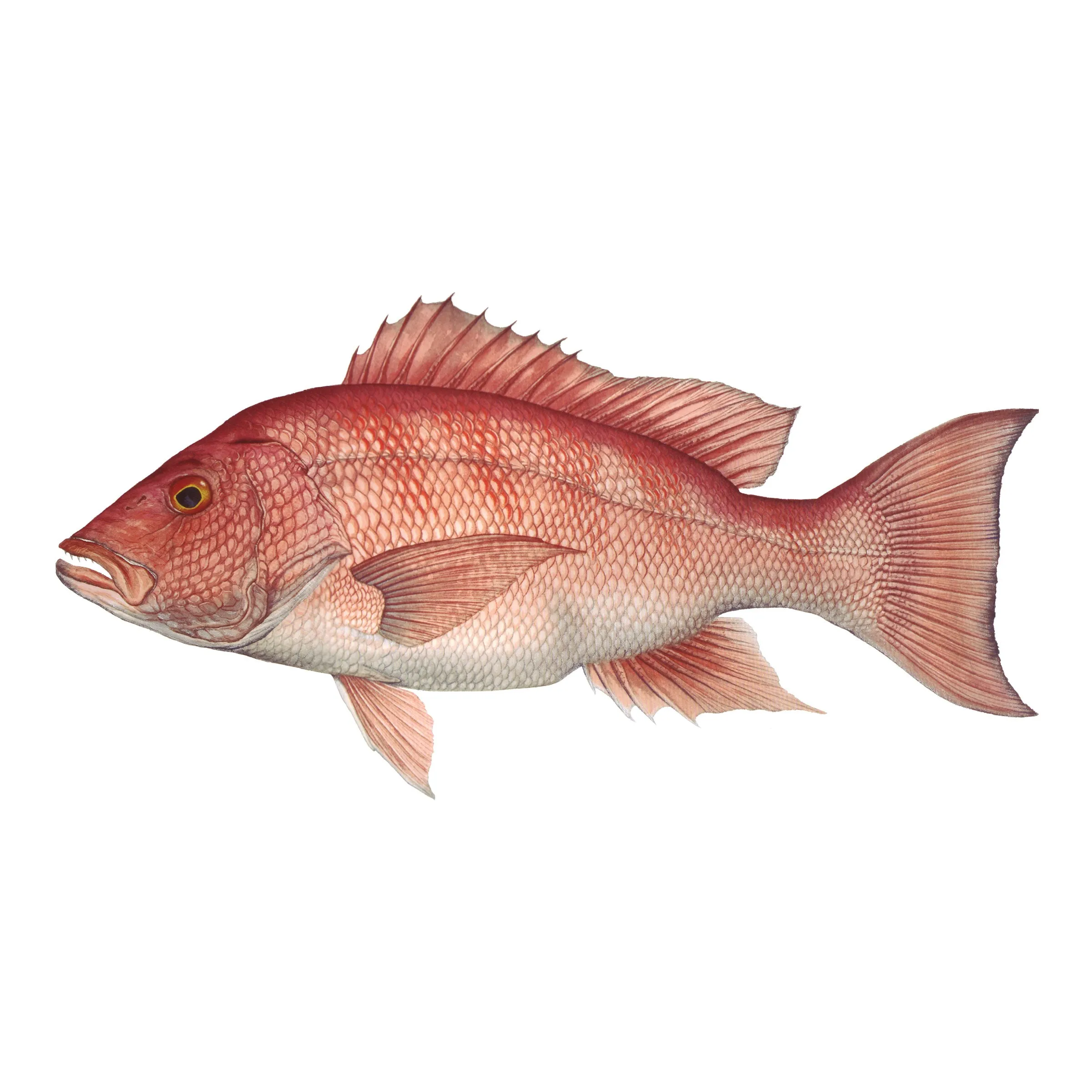 8" Gamefish Boat & Truck Window Stickers