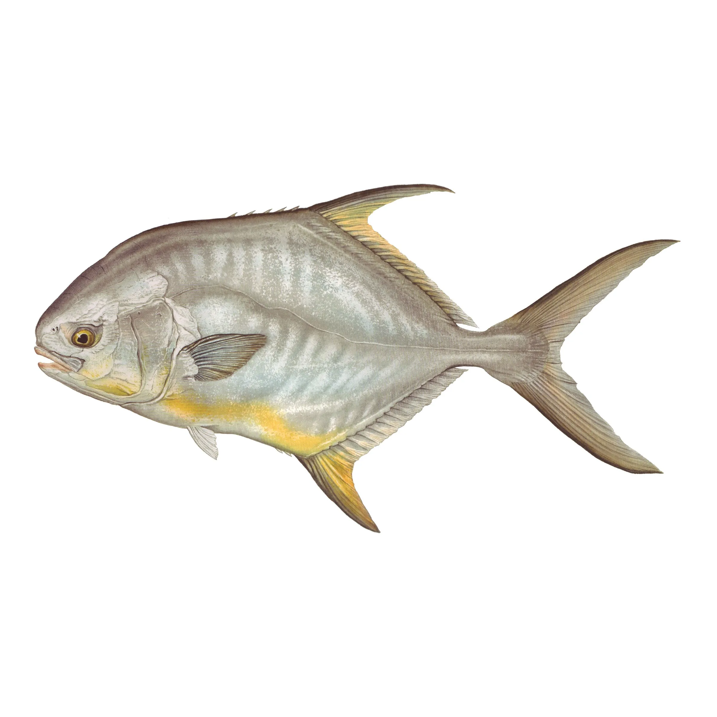 8" Gamefish Boat & Truck Window Stickers