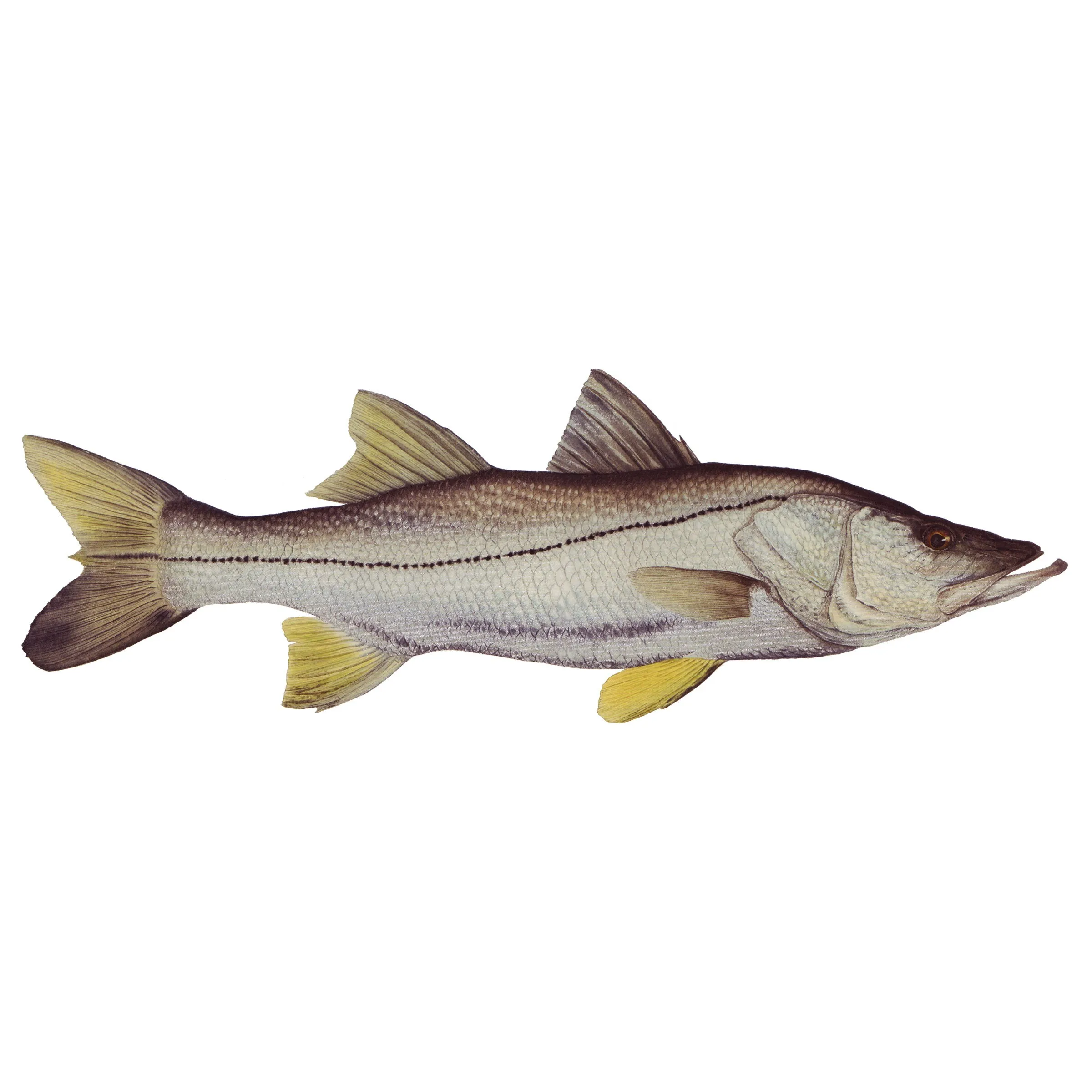 8" Gamefish Boat & Truck Window Stickers