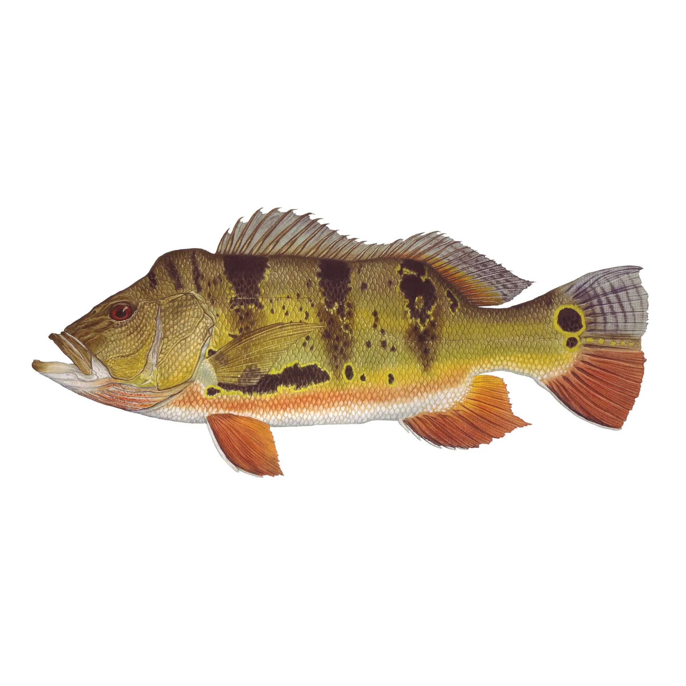 8" Gamefish Boat & Truck Window Stickers
