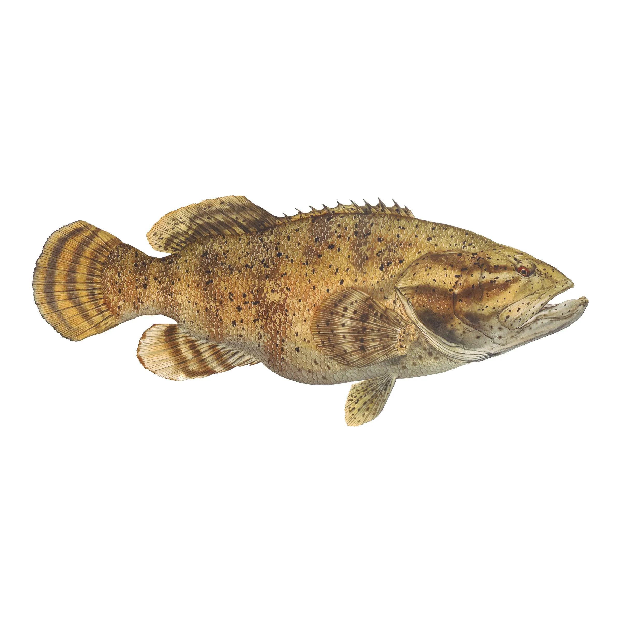 8" Gamefish Boat & Truck Window Stickers