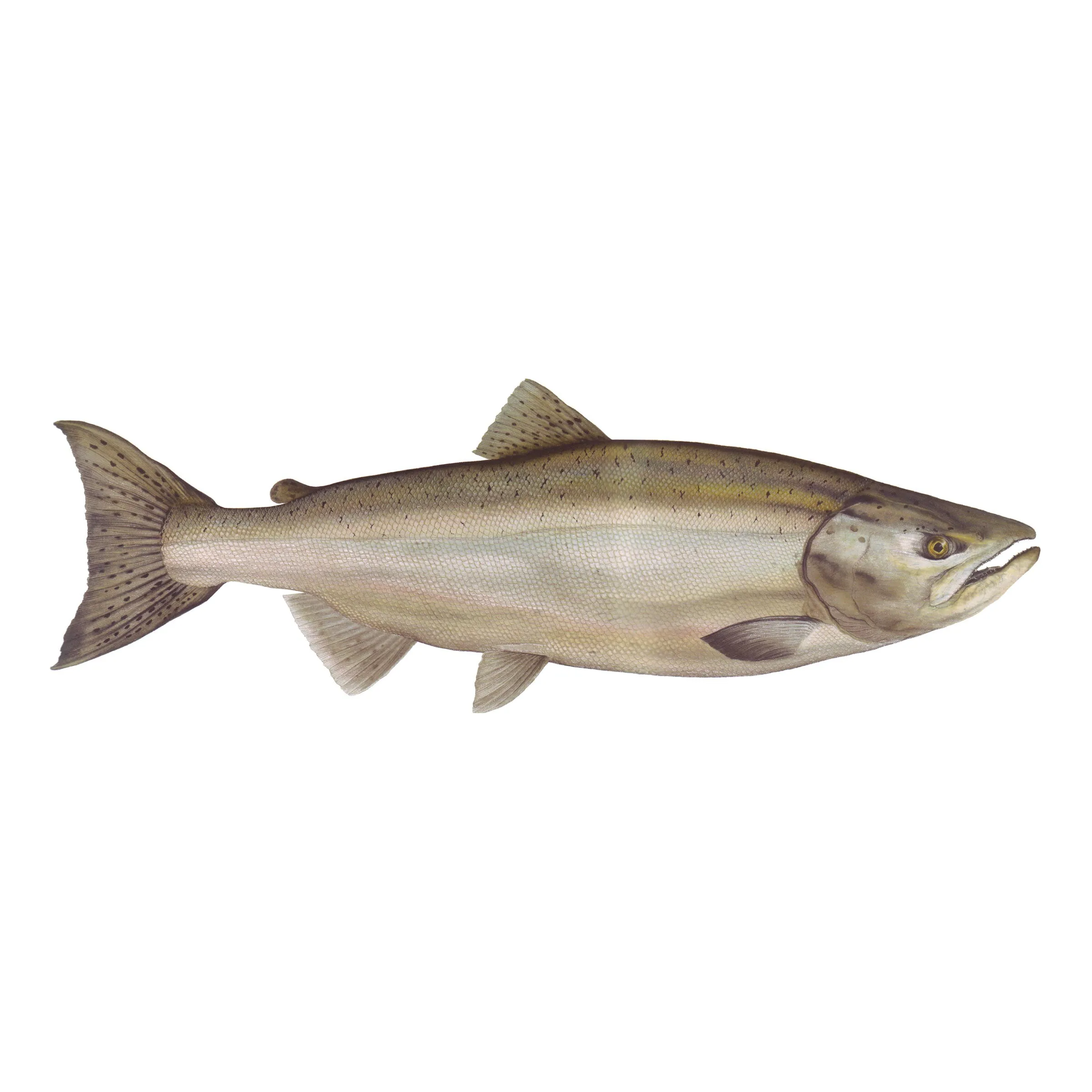 8" Gamefish Boat & Truck Window Stickers
