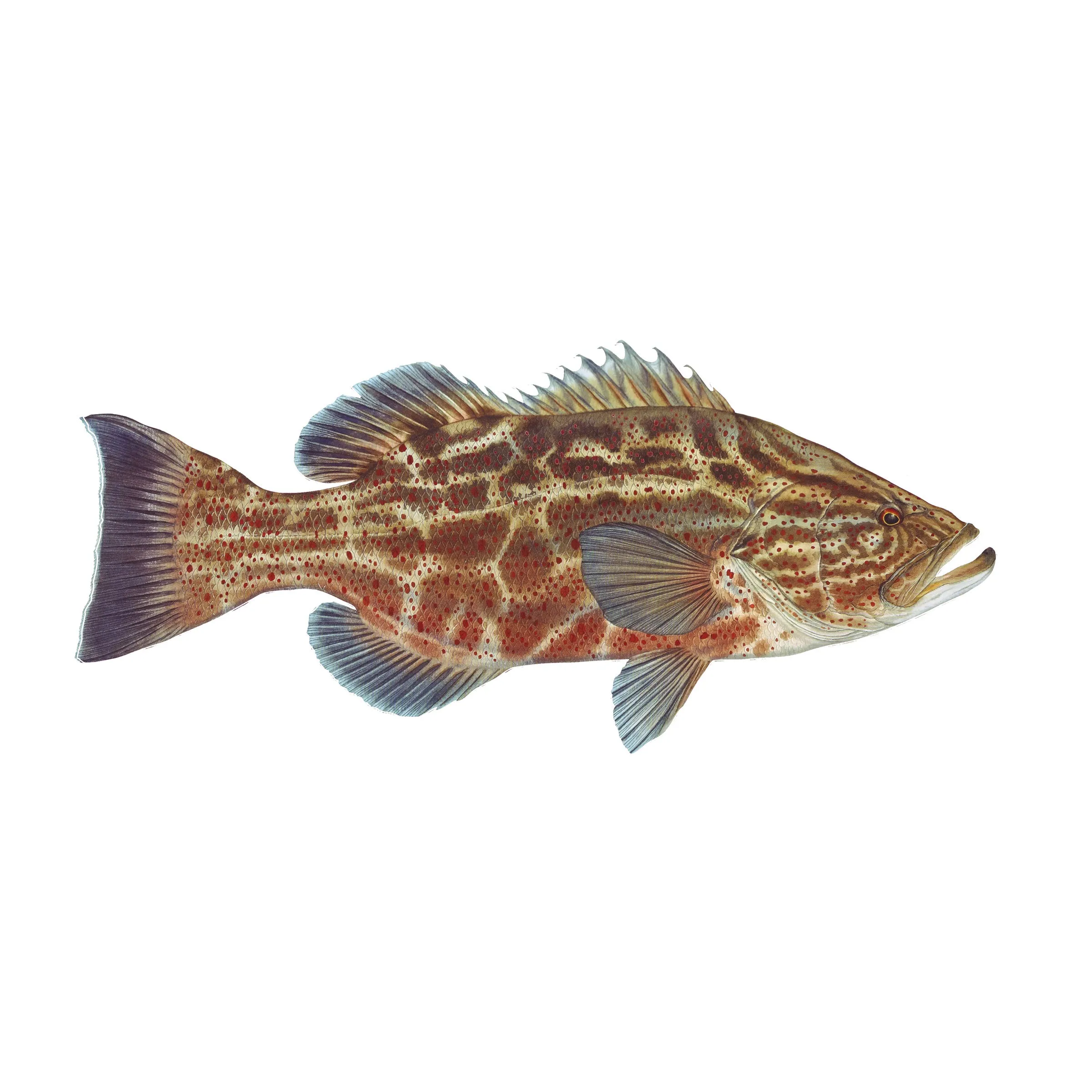 8" Gamefish Boat & Truck Window Stickers