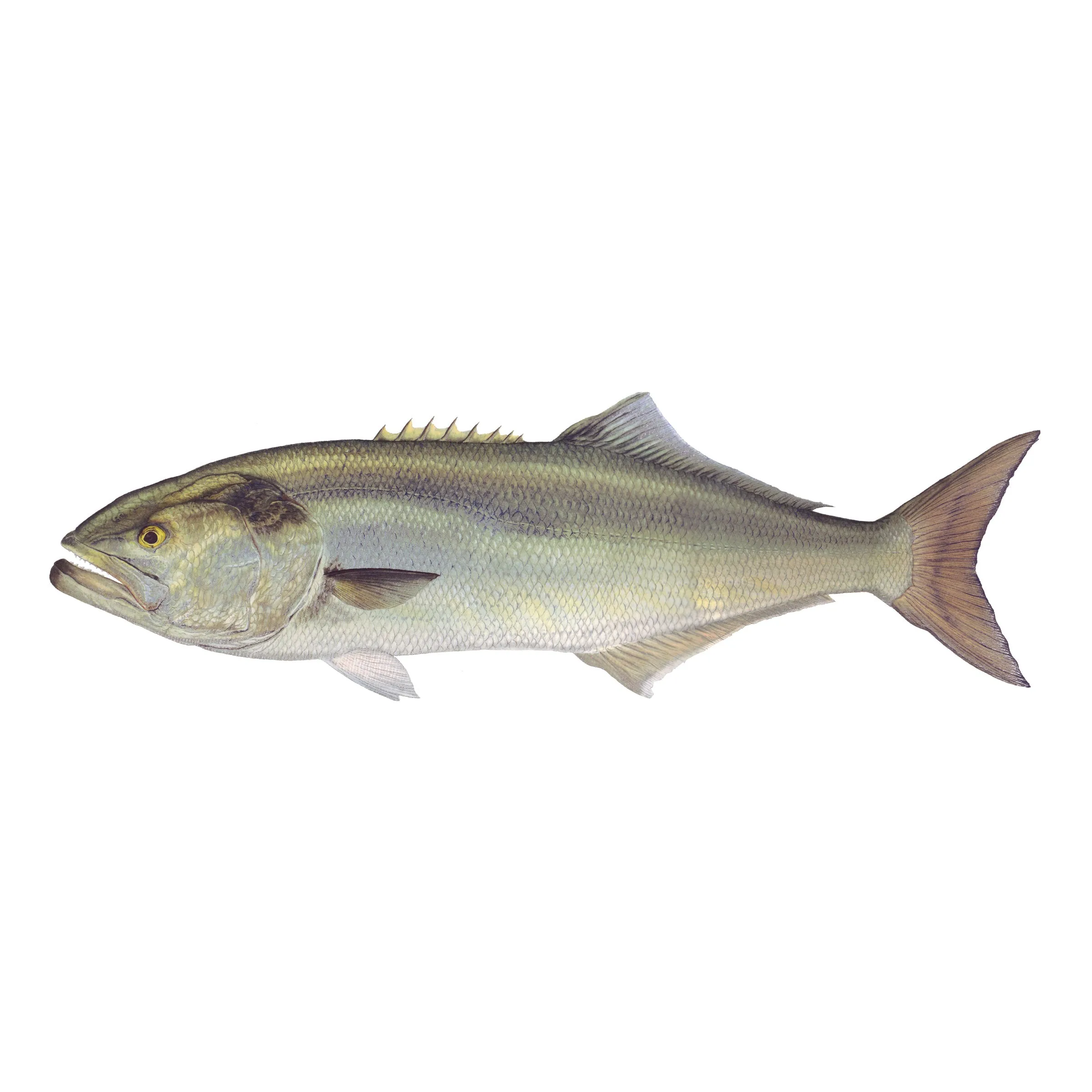 8" Gamefish Boat & Truck Window Stickers