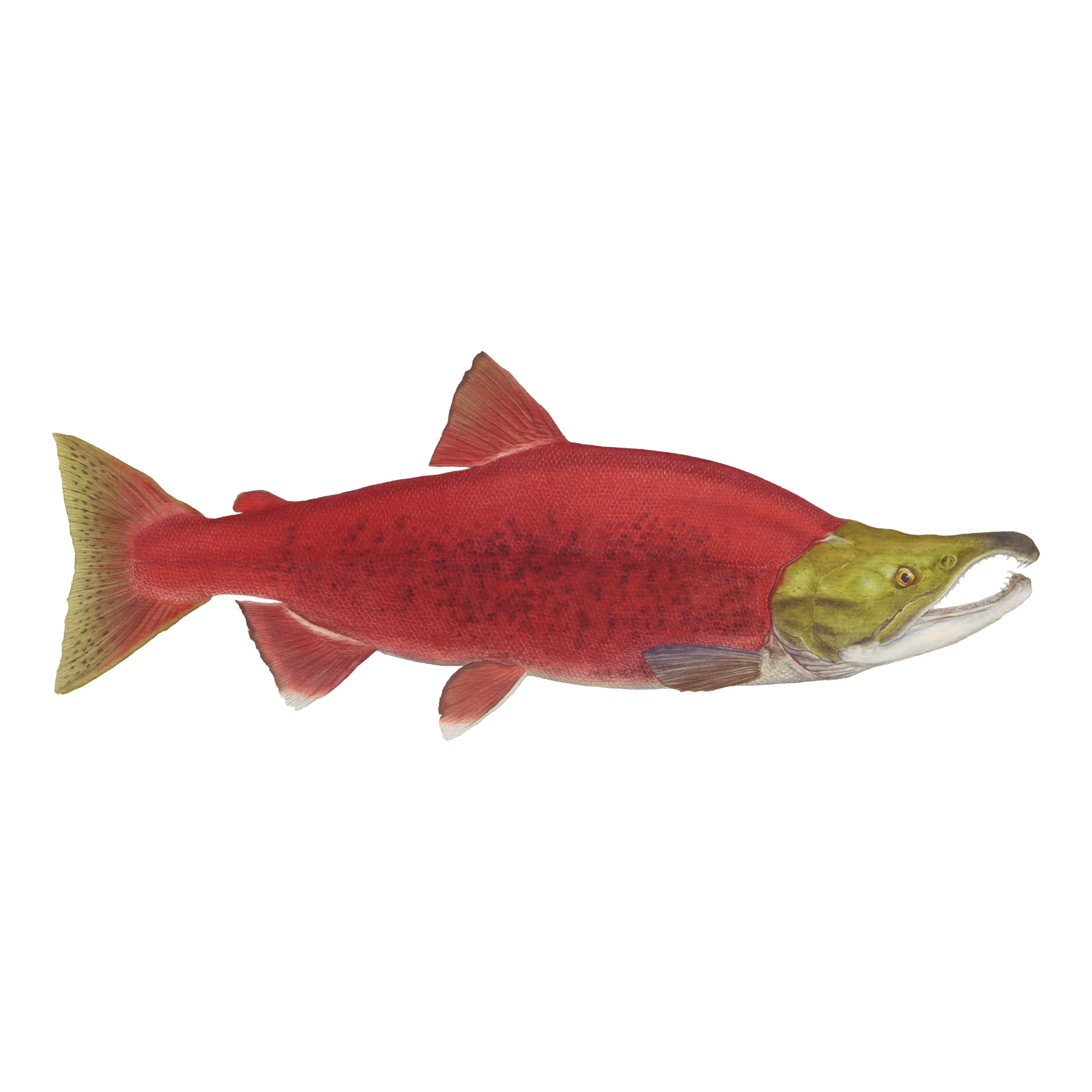 8" Gamefish Boat & Truck Window Stickers