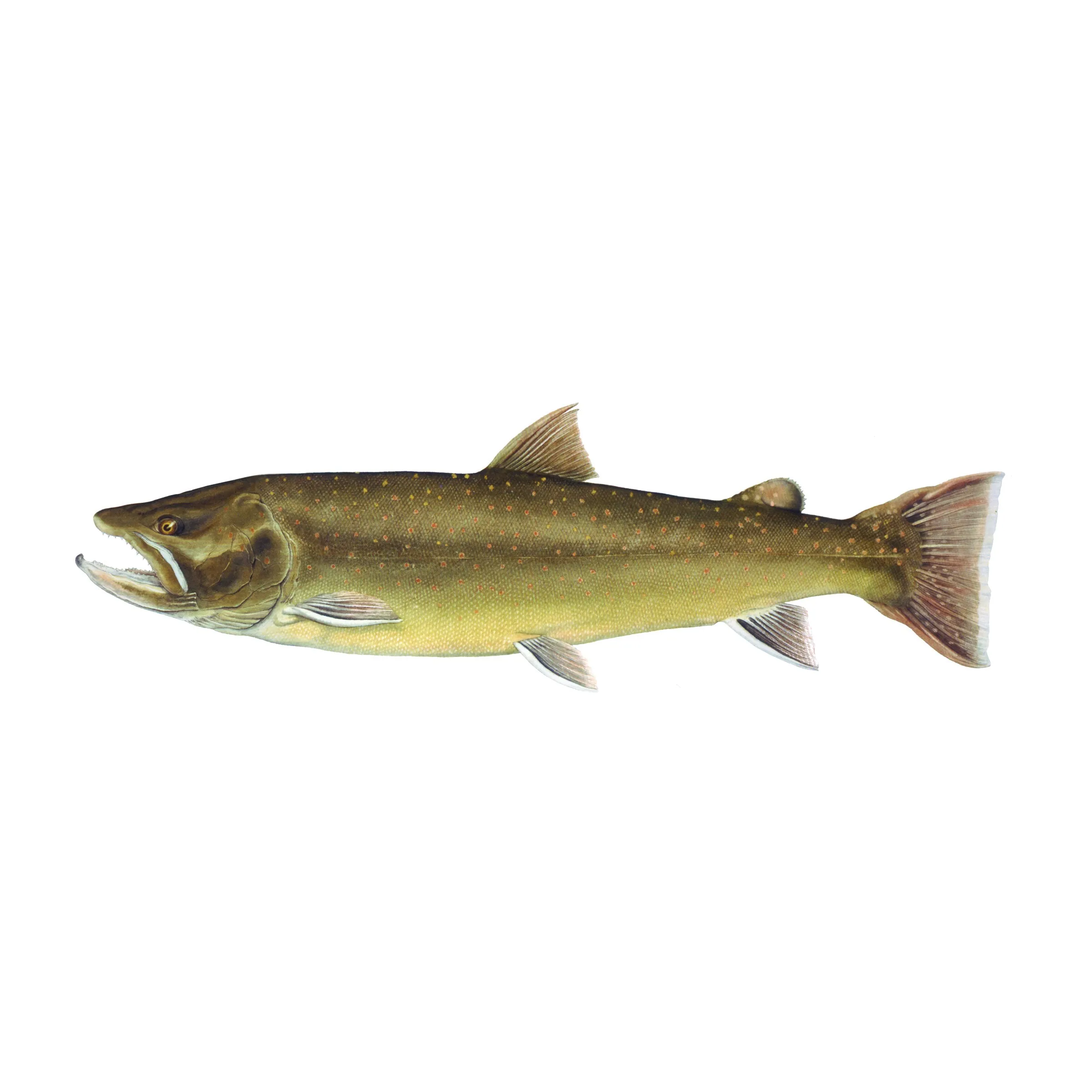 8" Gamefish Boat & Truck Window Stickers