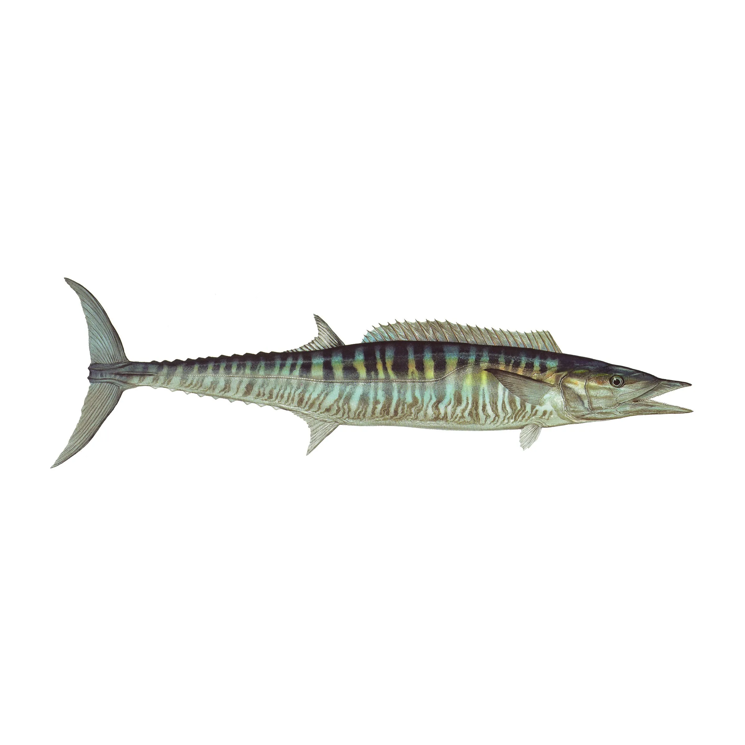 8" Gamefish Boat & Truck Window Stickers