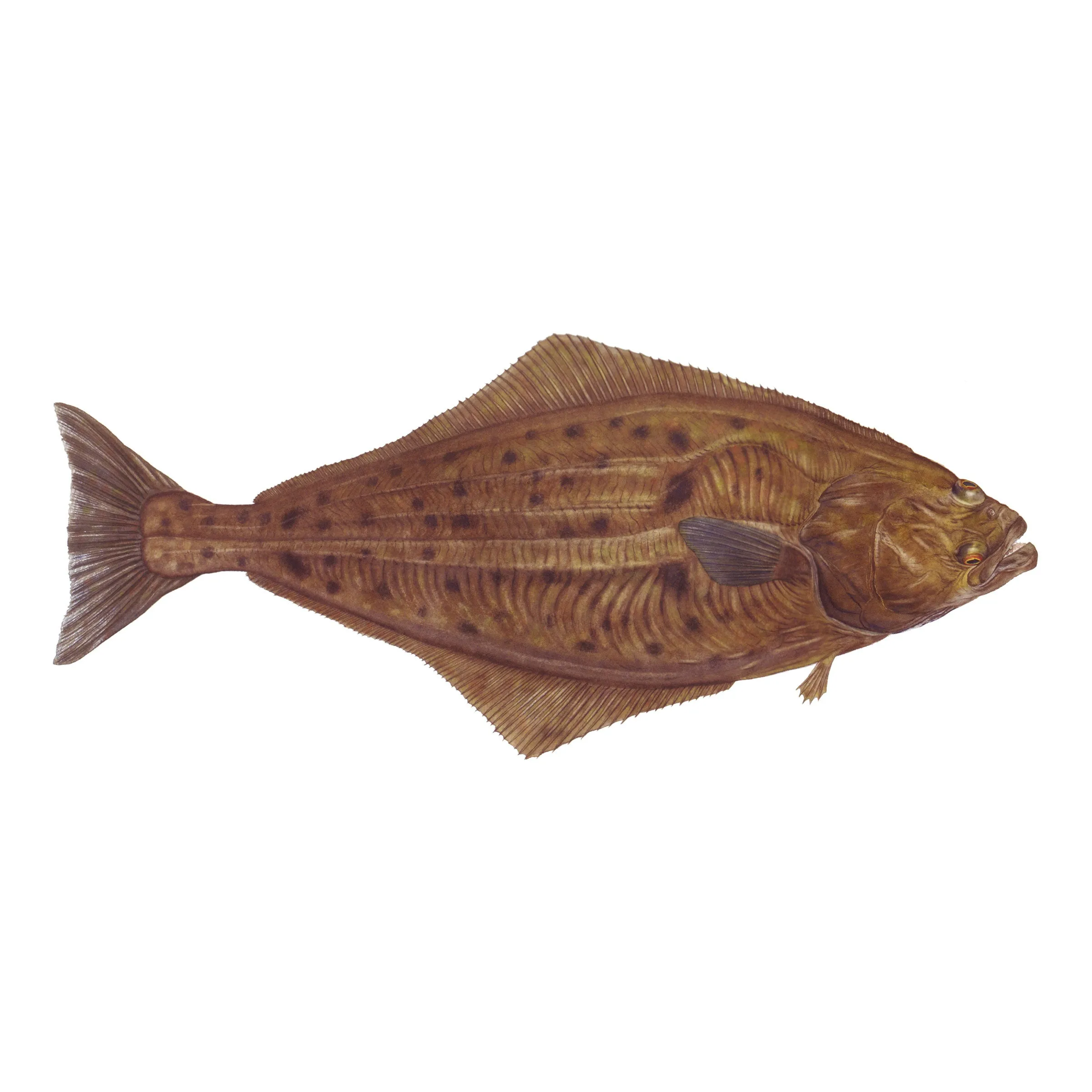 8" Gamefish Boat & Truck Window Stickers