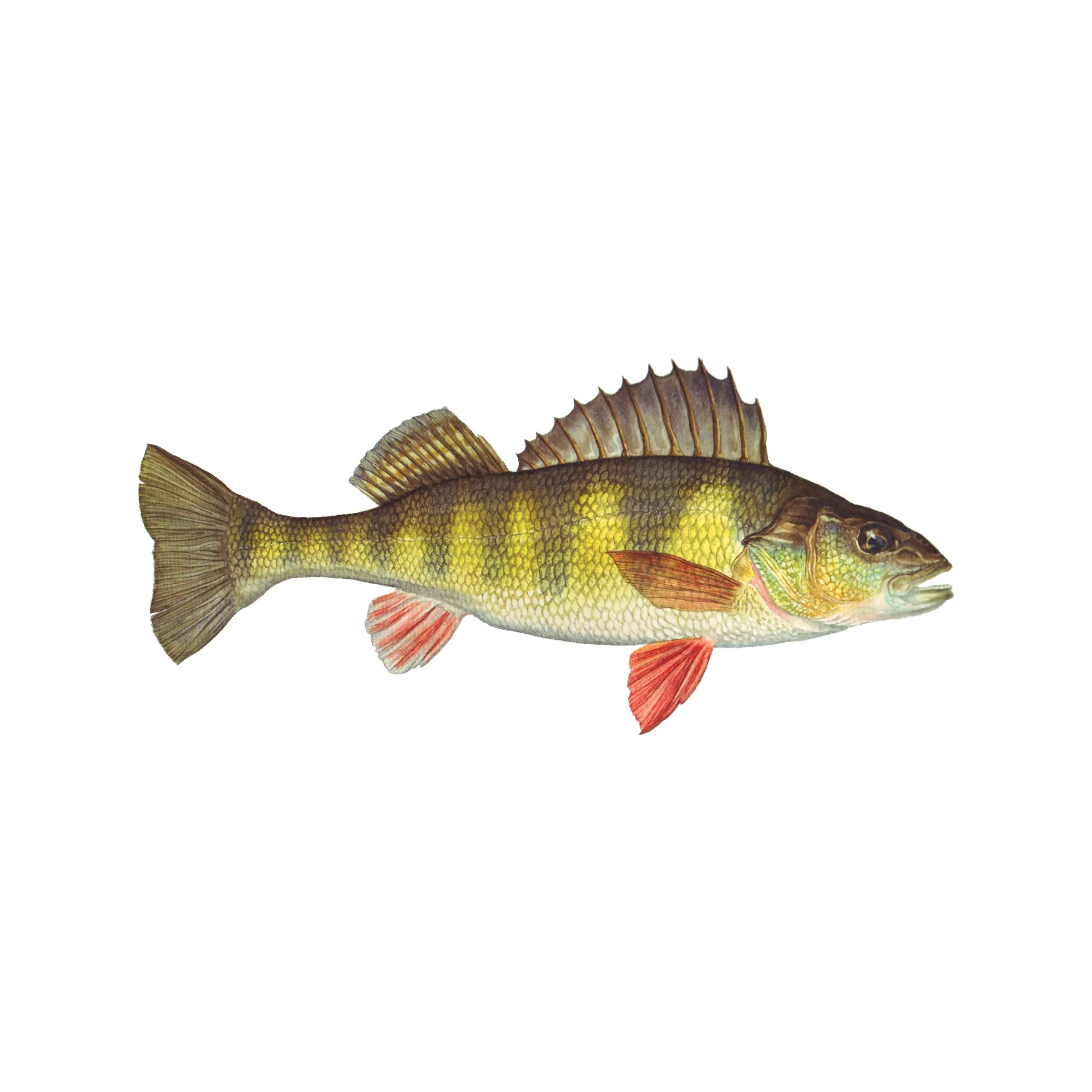 8" Gamefish Boat & Truck Window Stickers