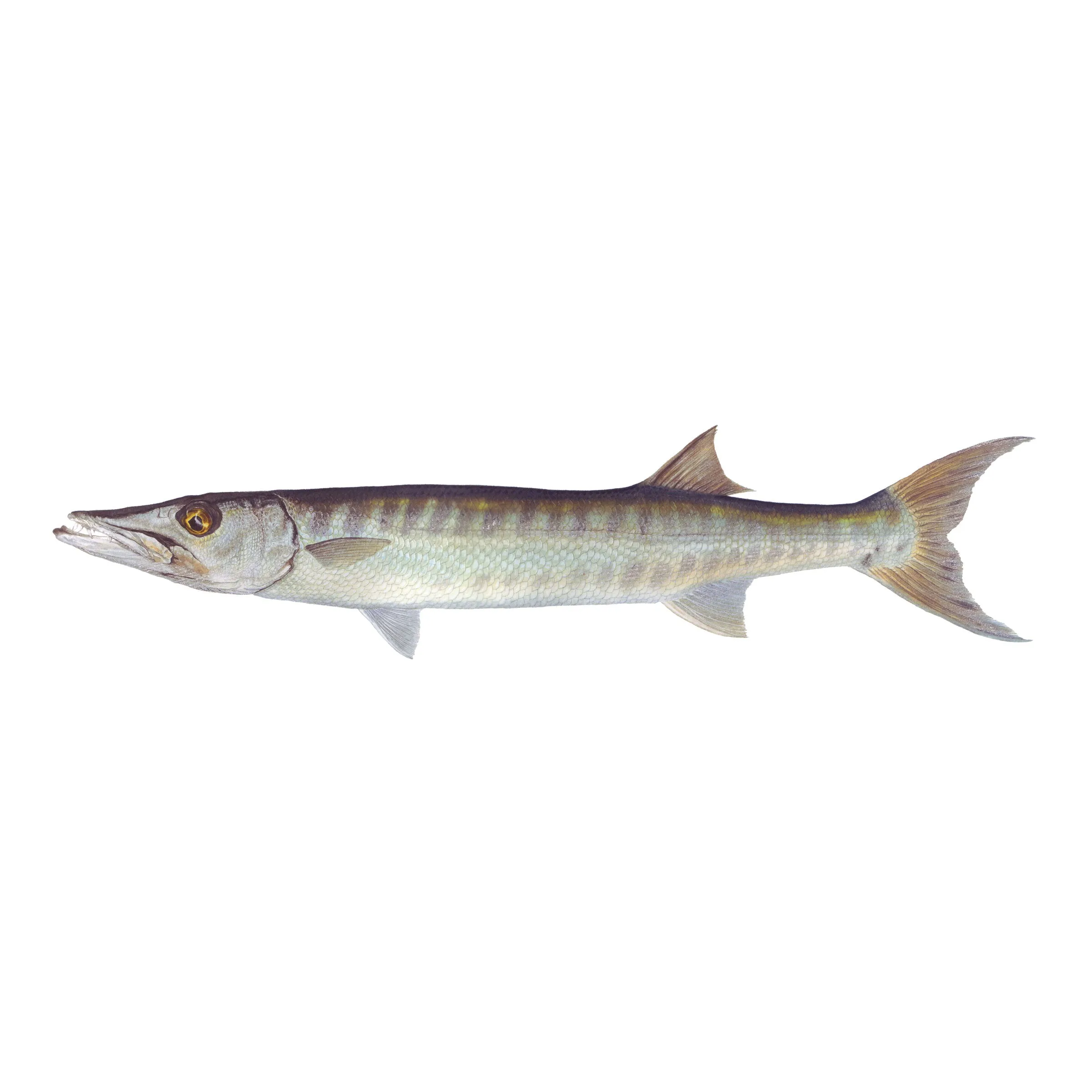 8" Gamefish Boat & Truck Window Stickers