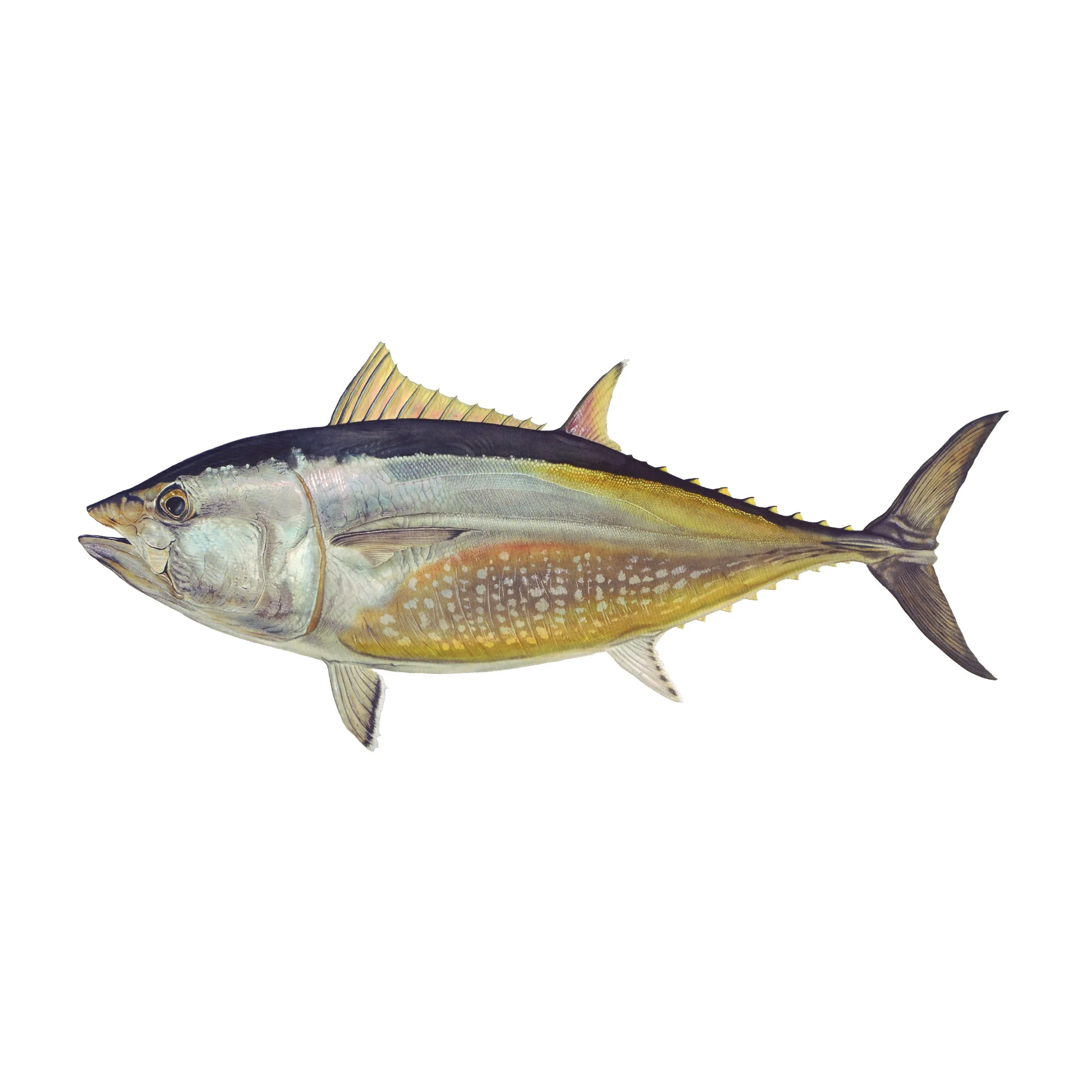 8" Gamefish Boat & Truck Window Stickers
