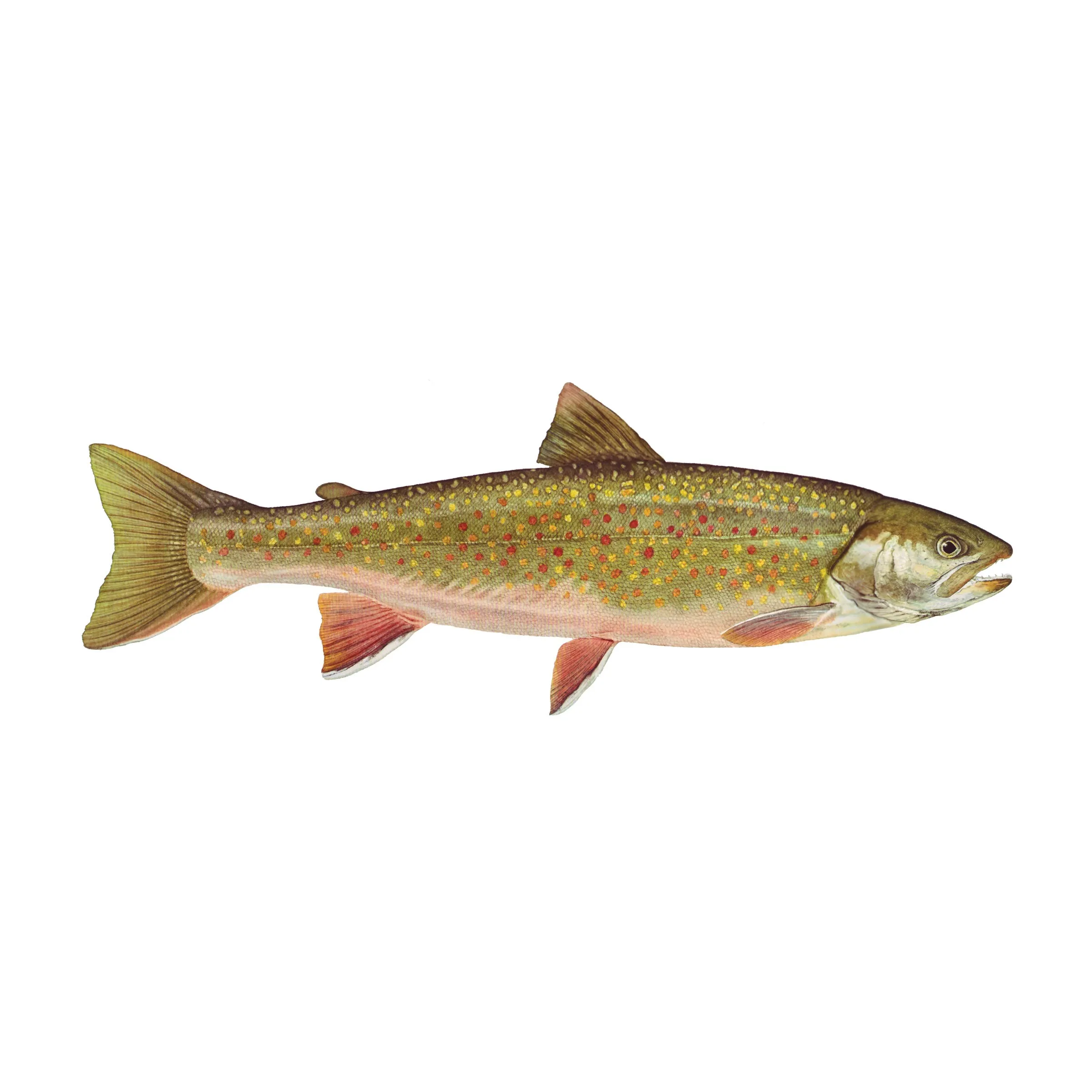 8" Gamefish Boat & Truck Window Stickers