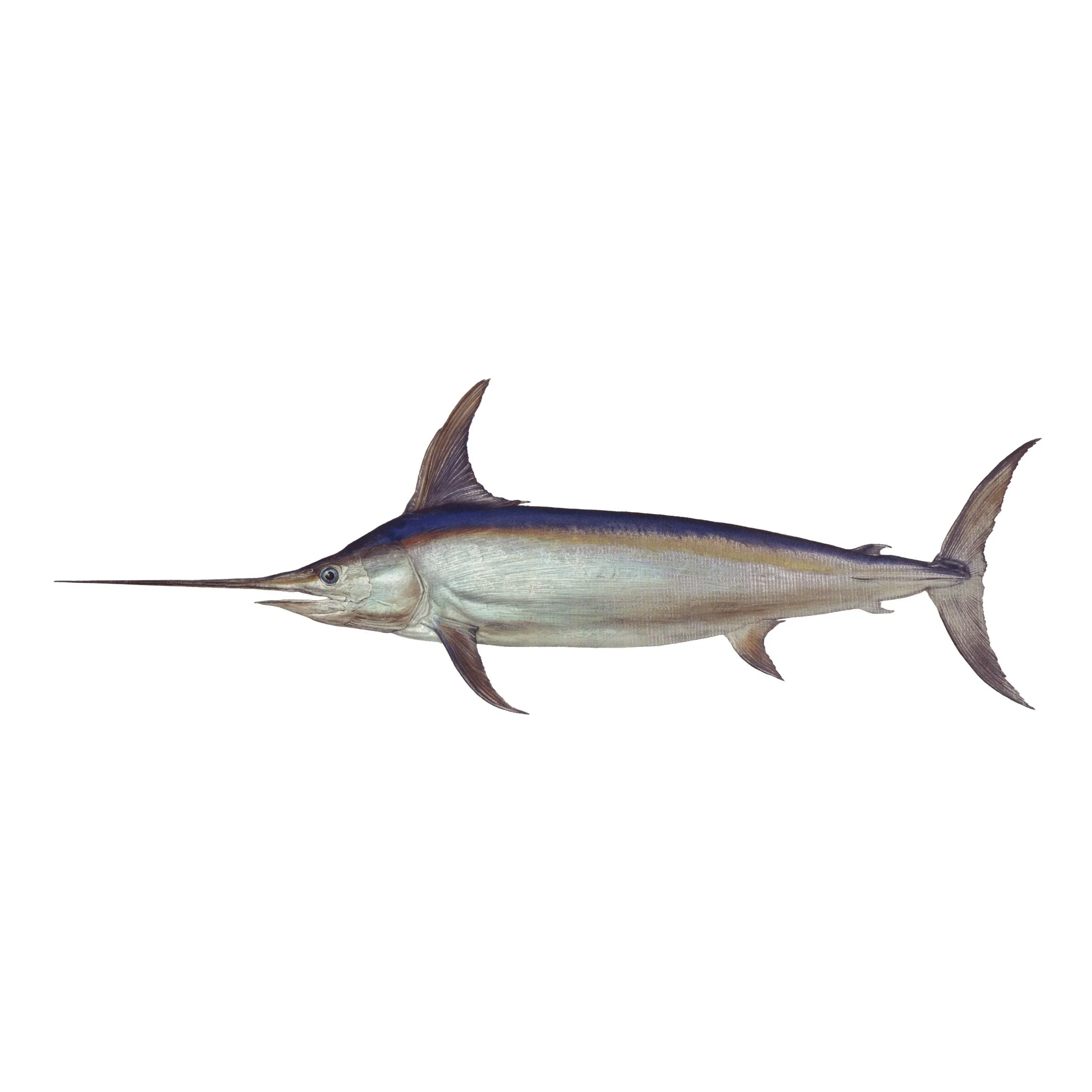 8" Gamefish Boat & Truck Window Stickers