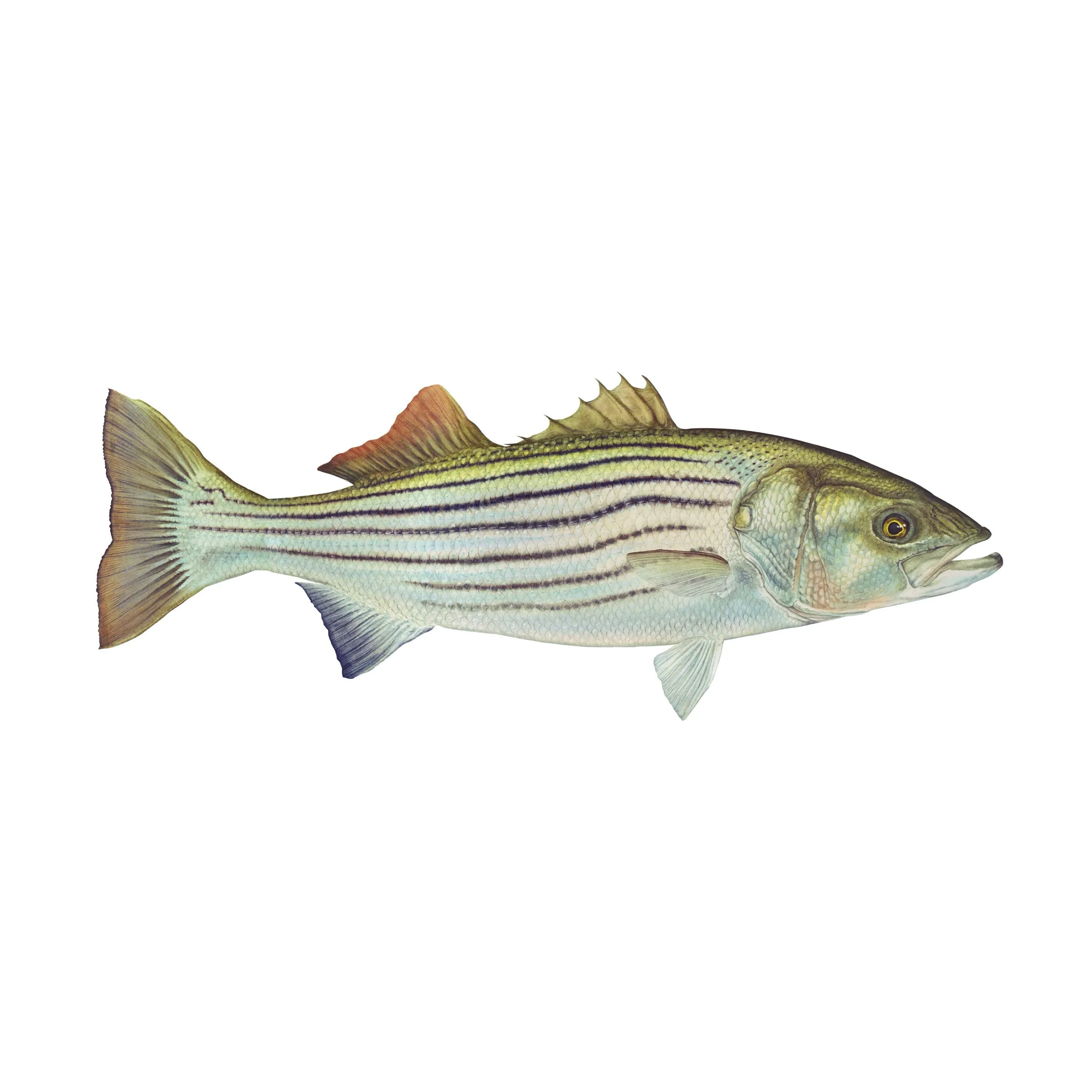 8" Gamefish Boat & Truck Window Stickers