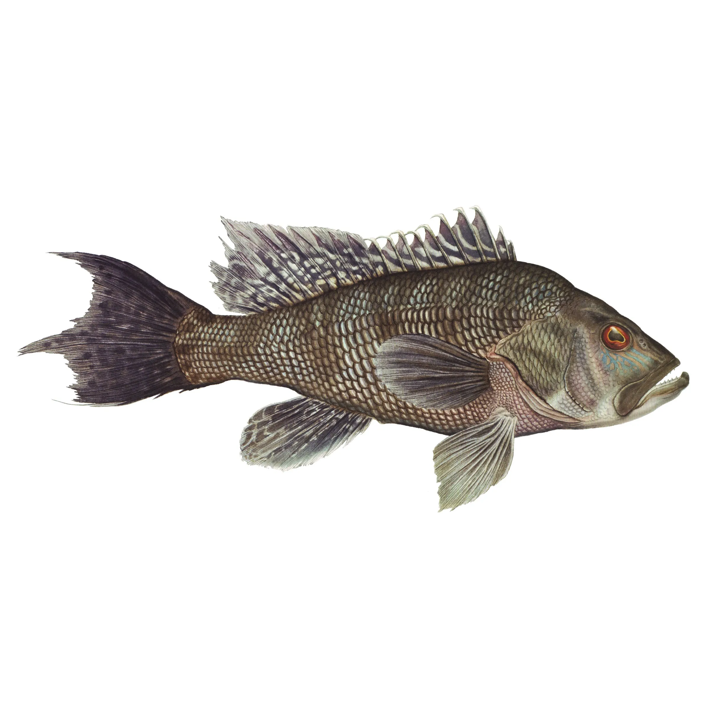 8" Gamefish Boat & Truck Window Stickers