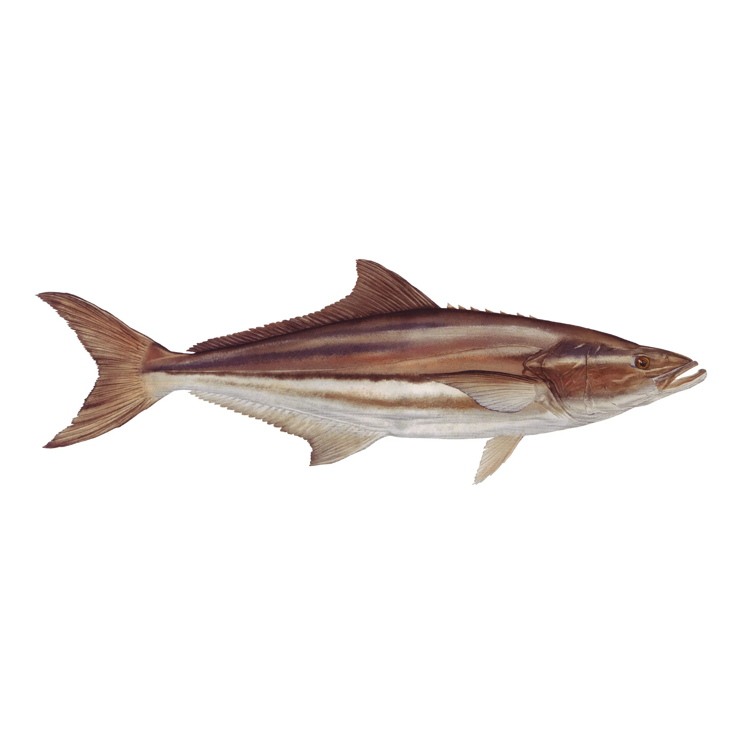 8" Gamefish Boat & Truck Window Stickers