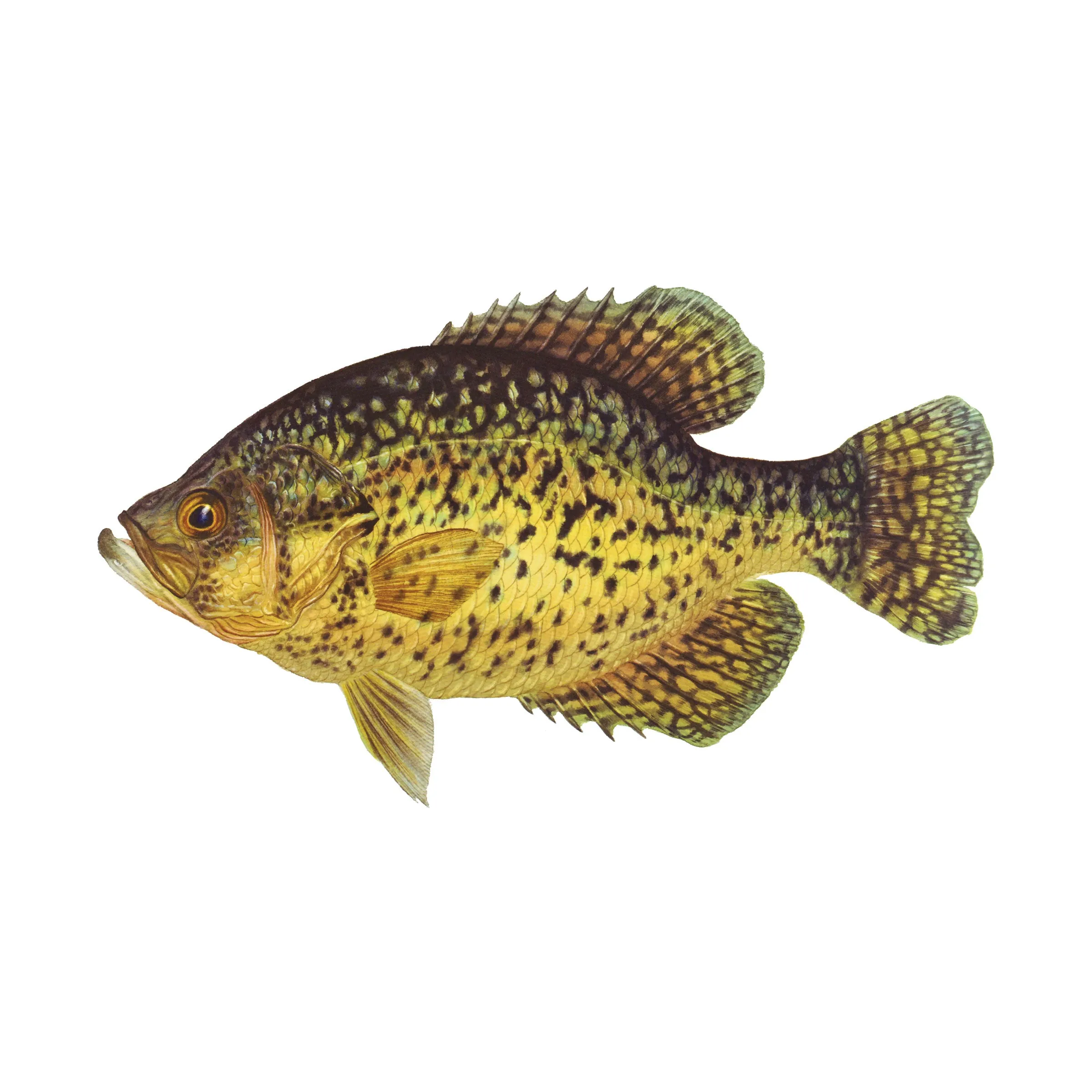 8" Gamefish Boat & Truck Window Stickers