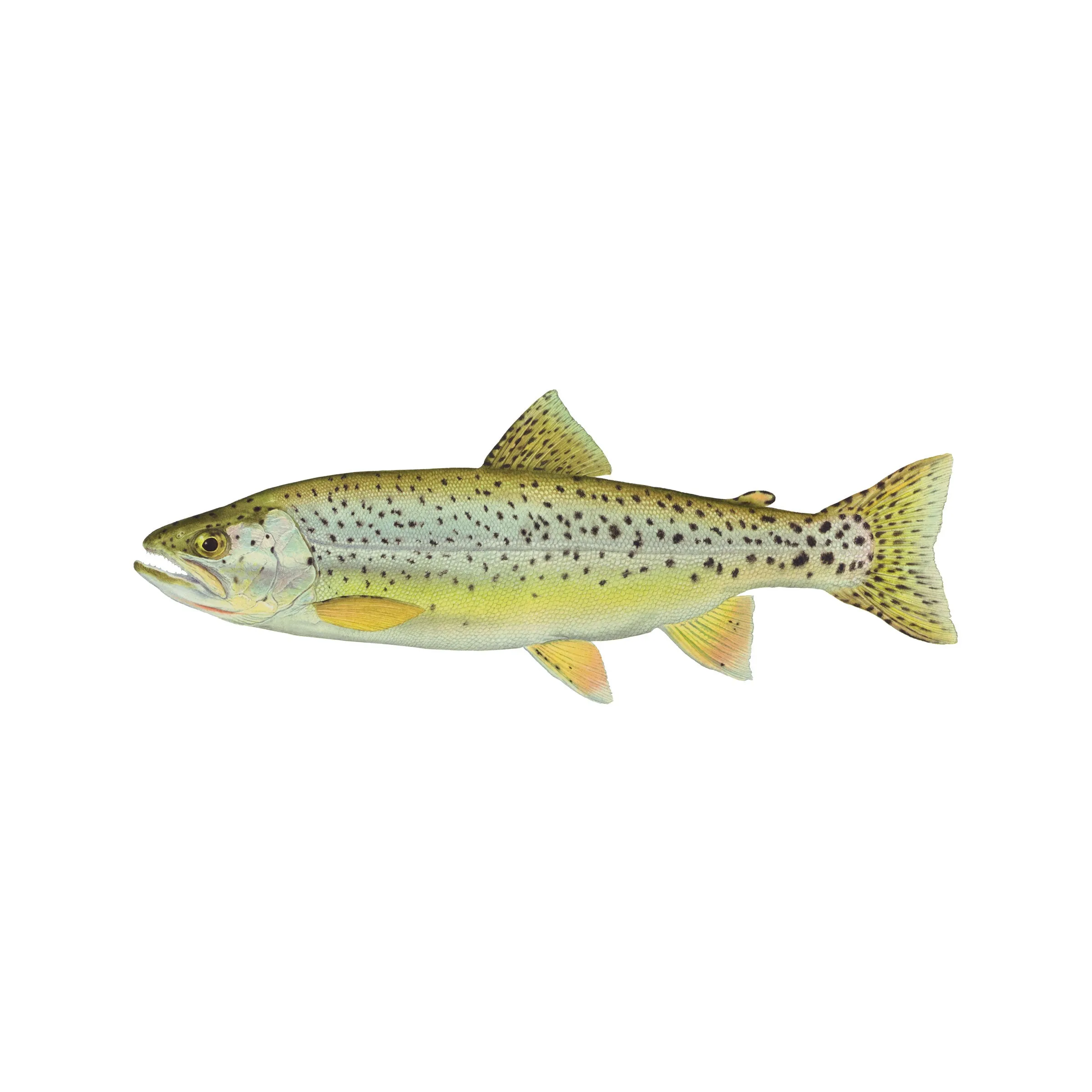 8" Gamefish Boat & Truck Window Stickers