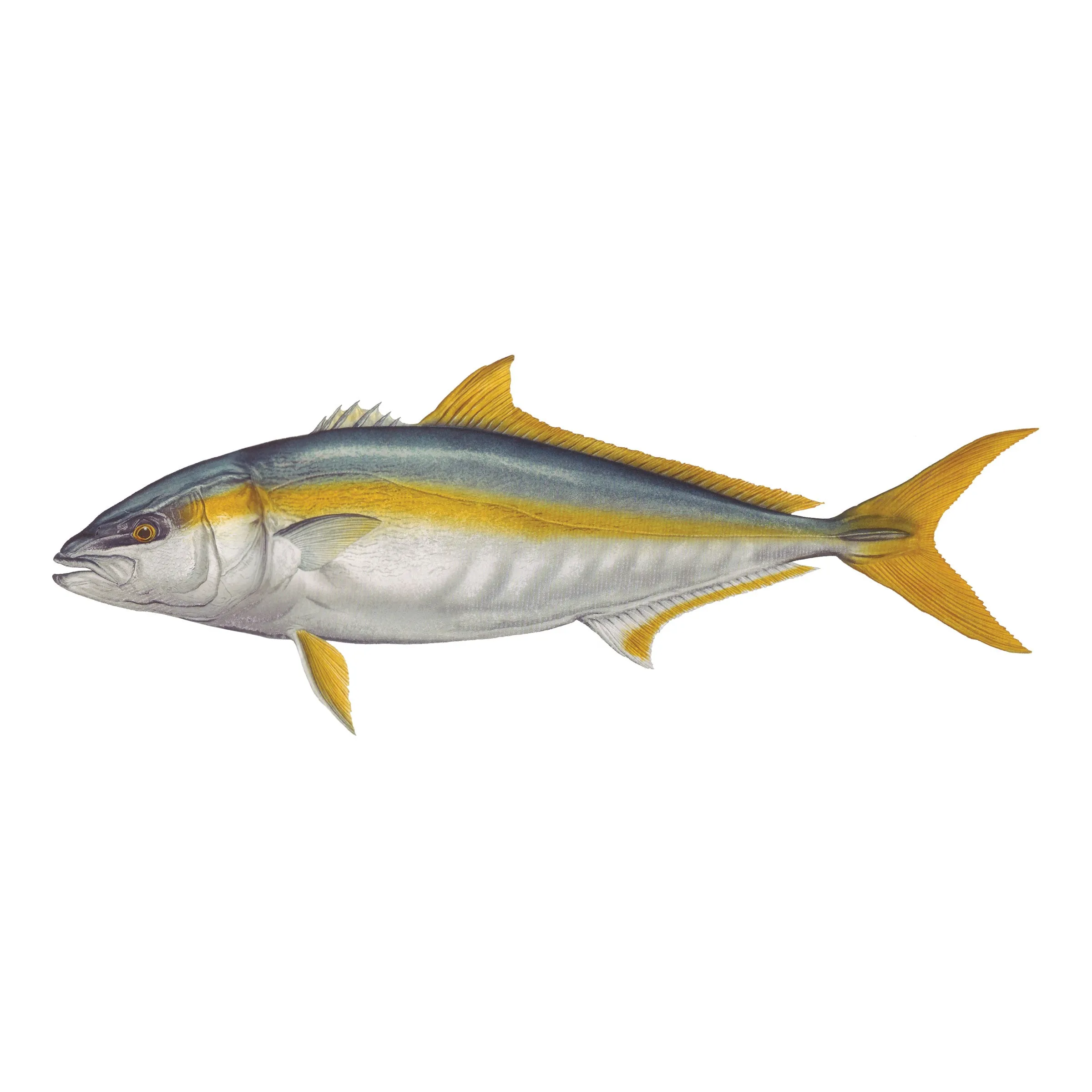 8" Gamefish Boat & Truck Window Stickers