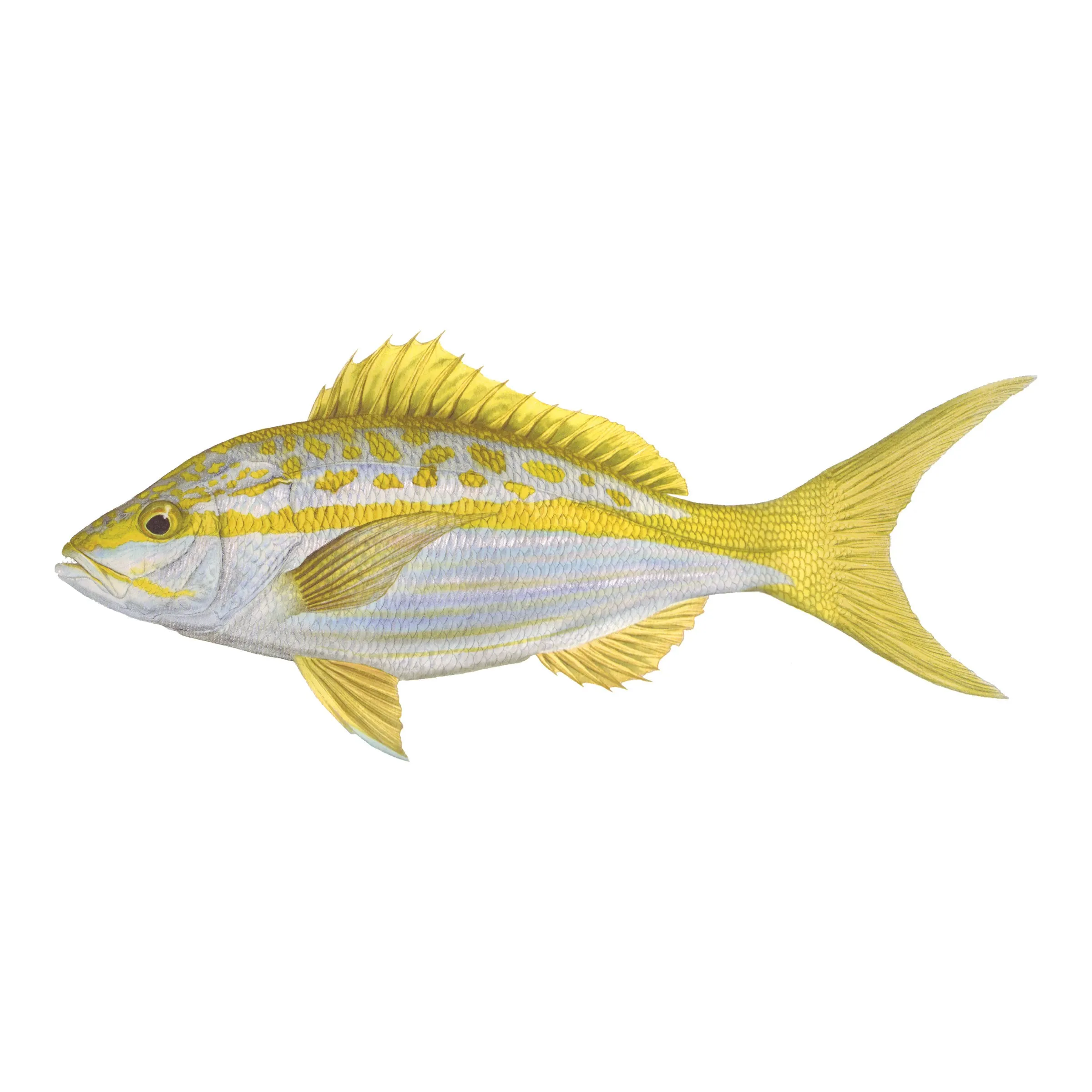 8" Gamefish Boat & Truck Window Stickers
