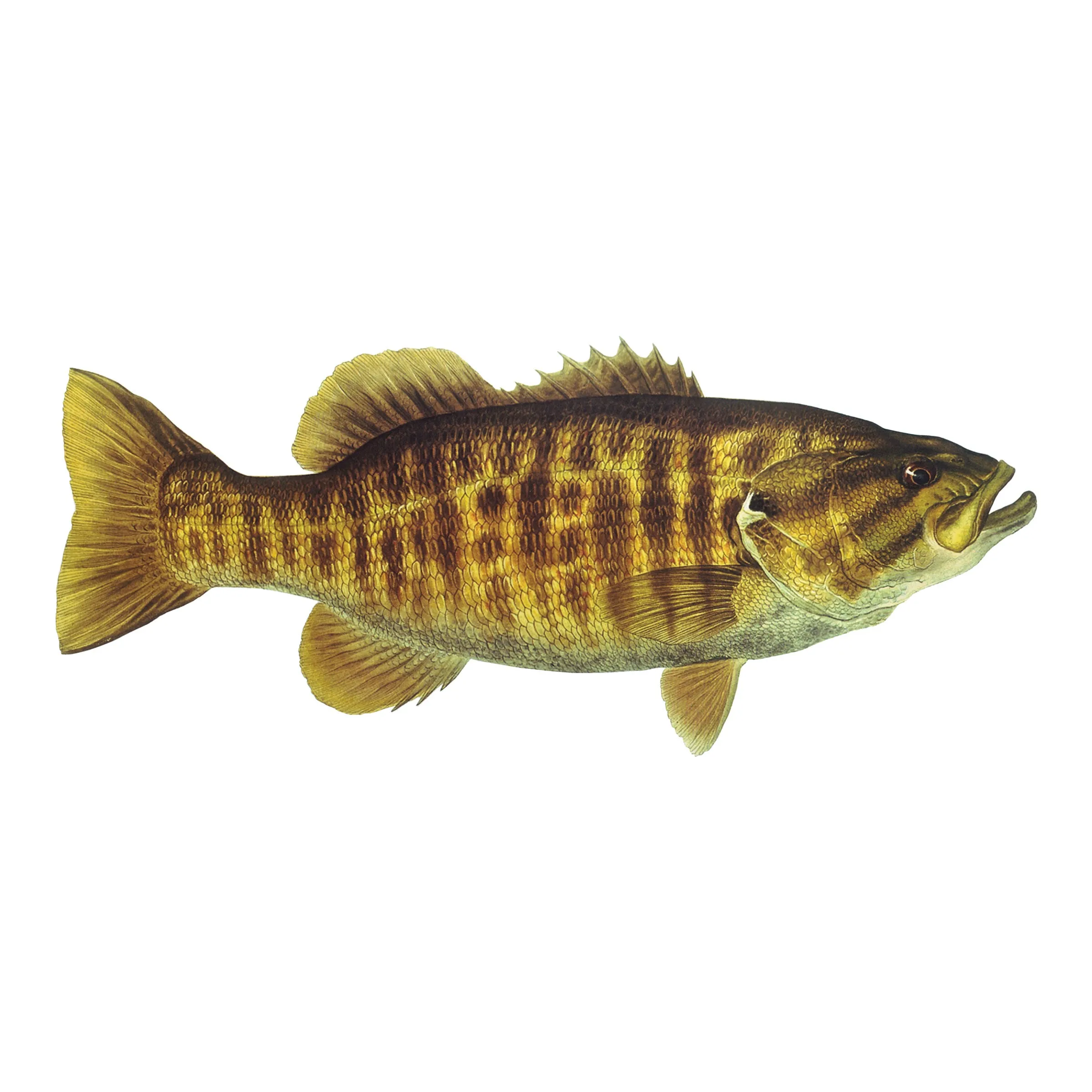 8" Gamefish Boat & Truck Window Stickers