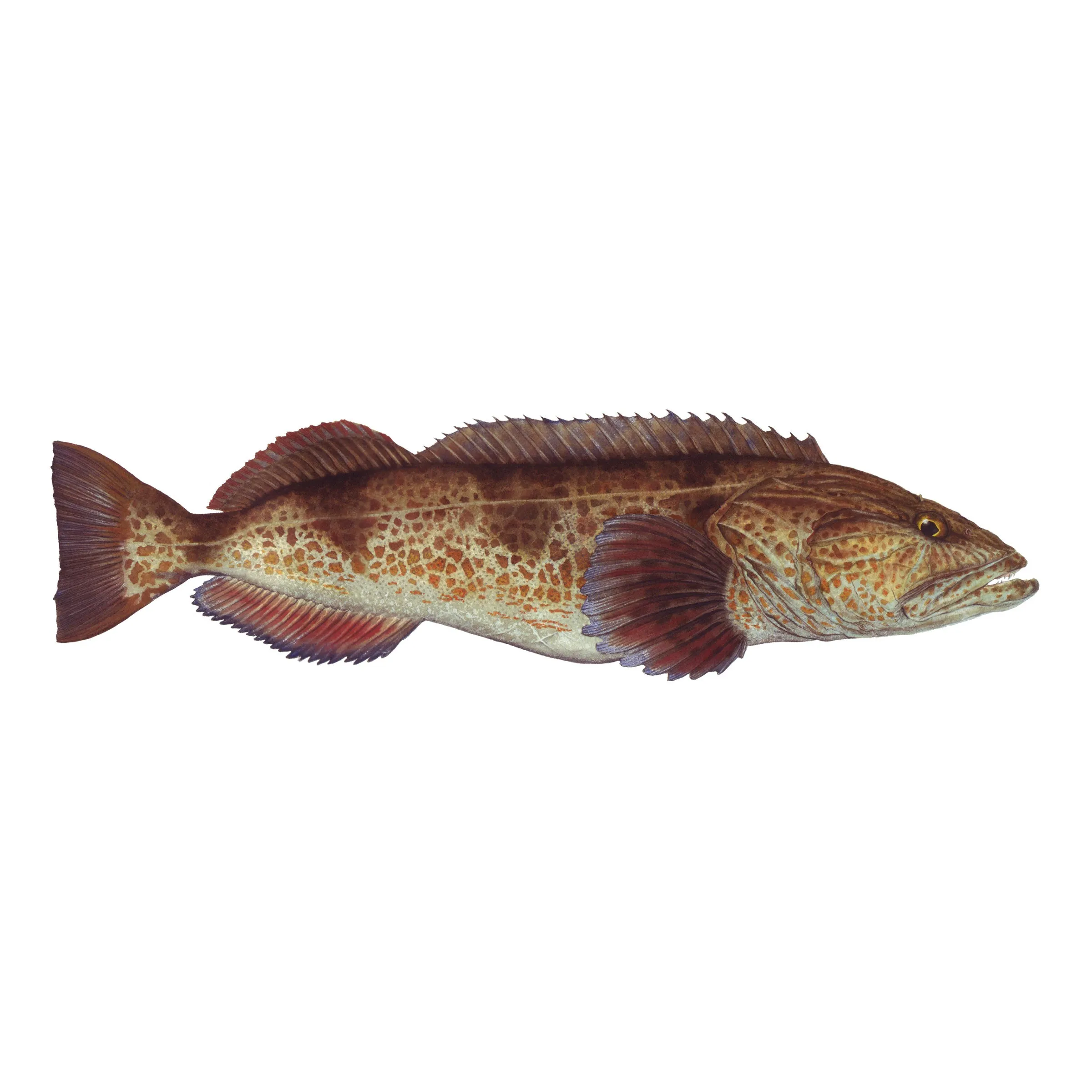 8" Gamefish Boat & Truck Window Stickers
