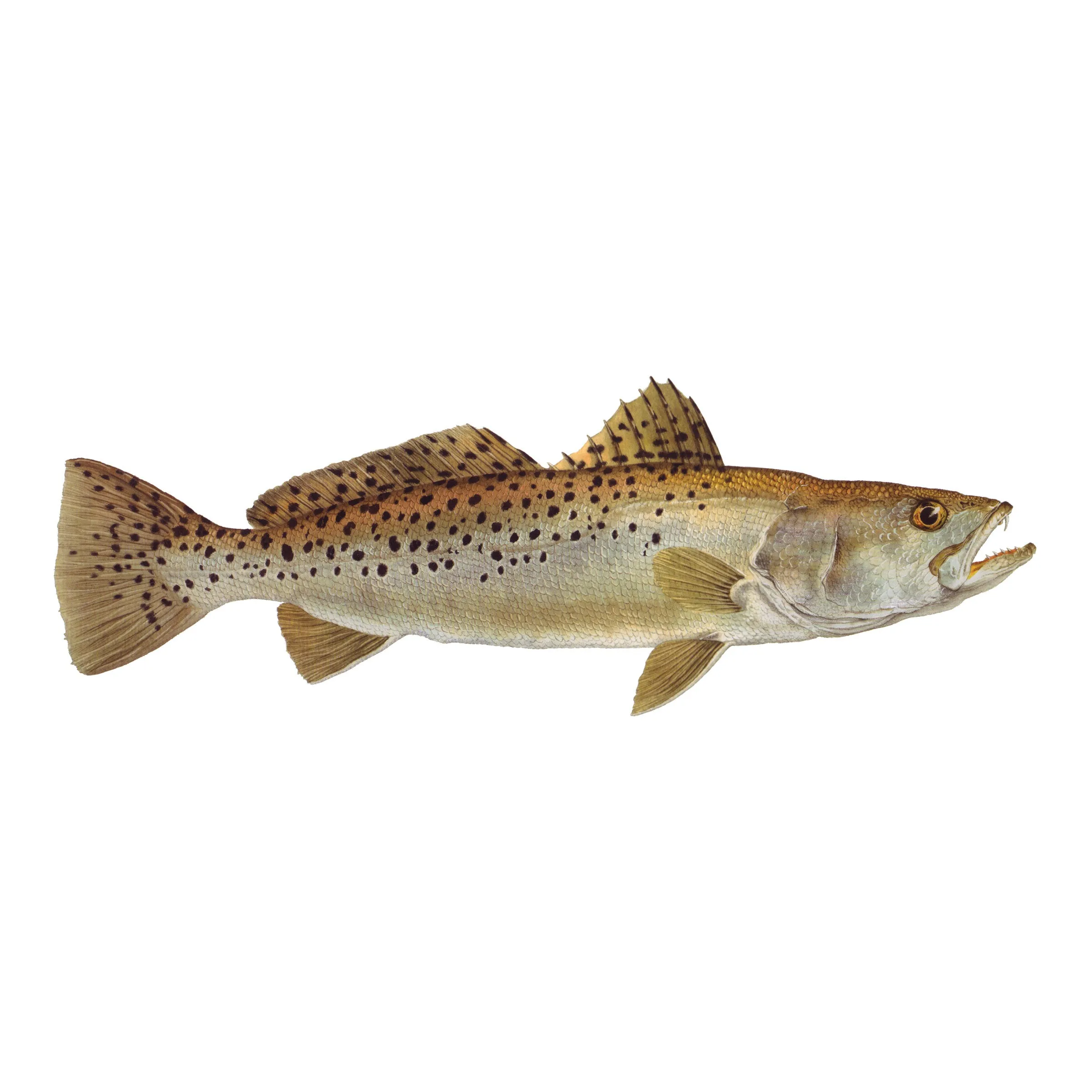 8" Gamefish Boat & Truck Window Stickers