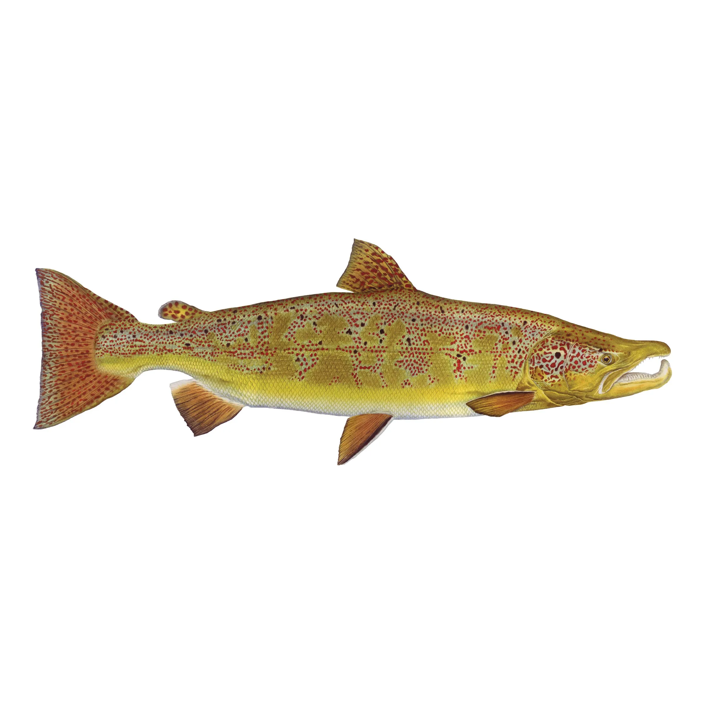 8" Gamefish Boat & Truck Window Stickers