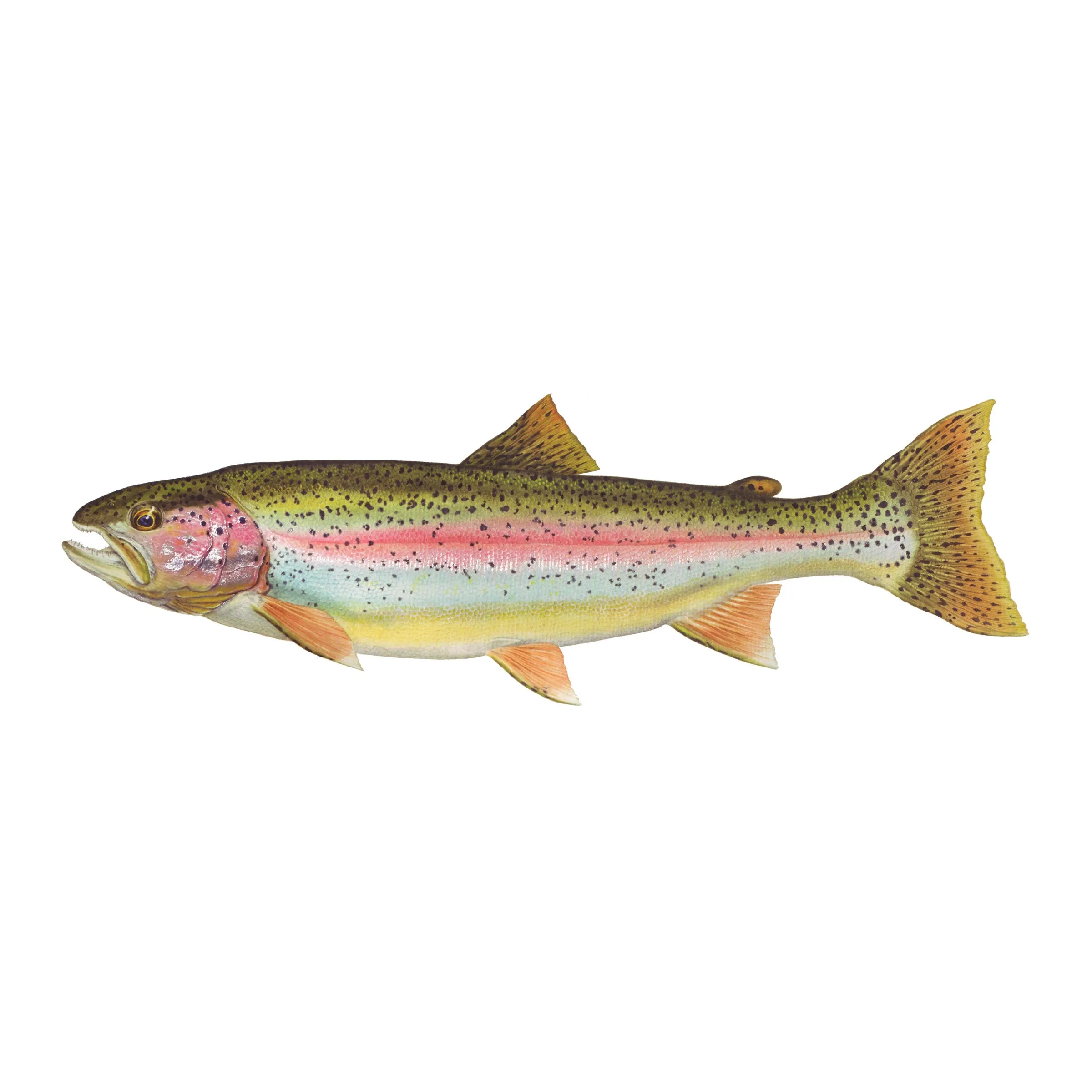 8" Gamefish Boat & Truck Window Stickers