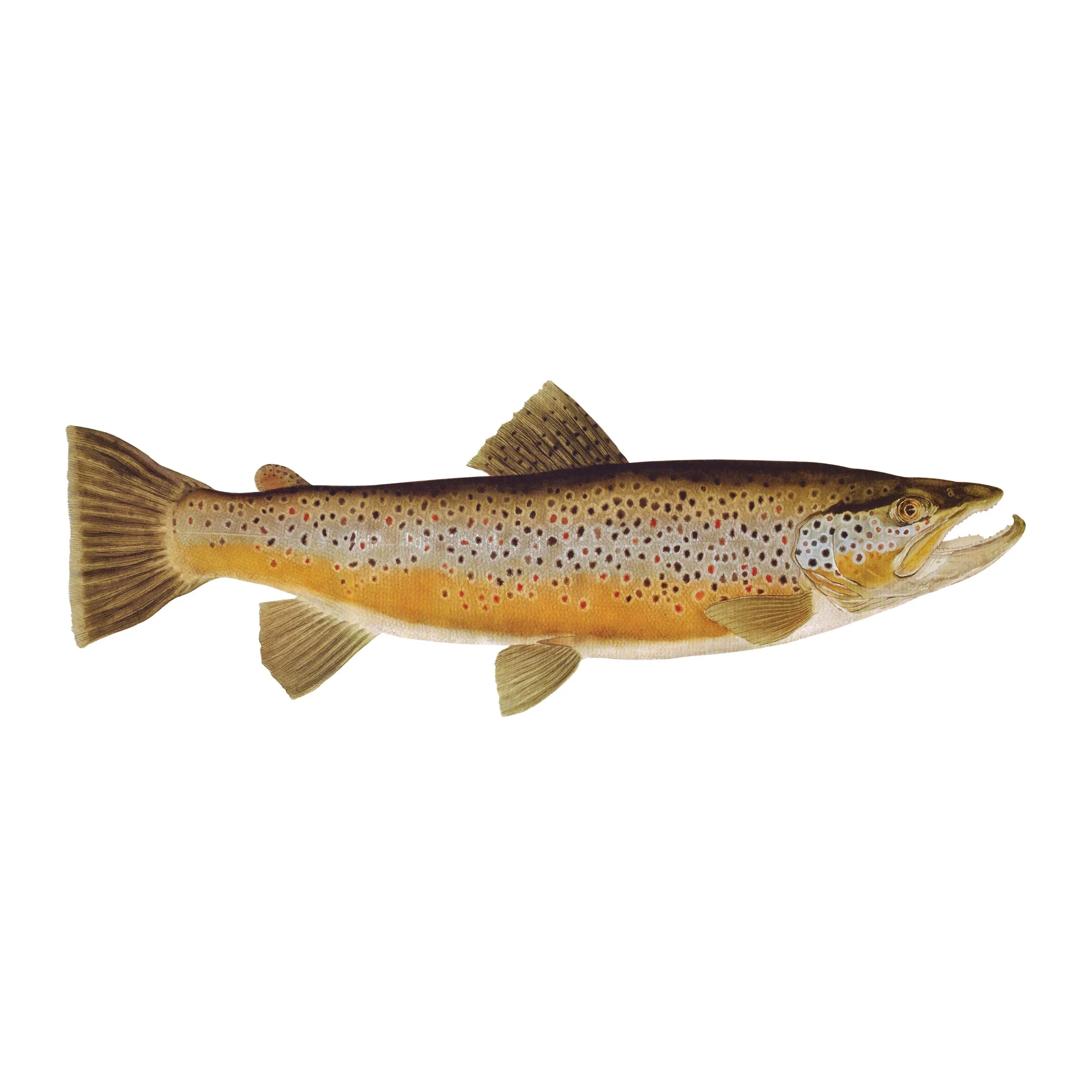8" Gamefish Boat & Truck Window Stickers