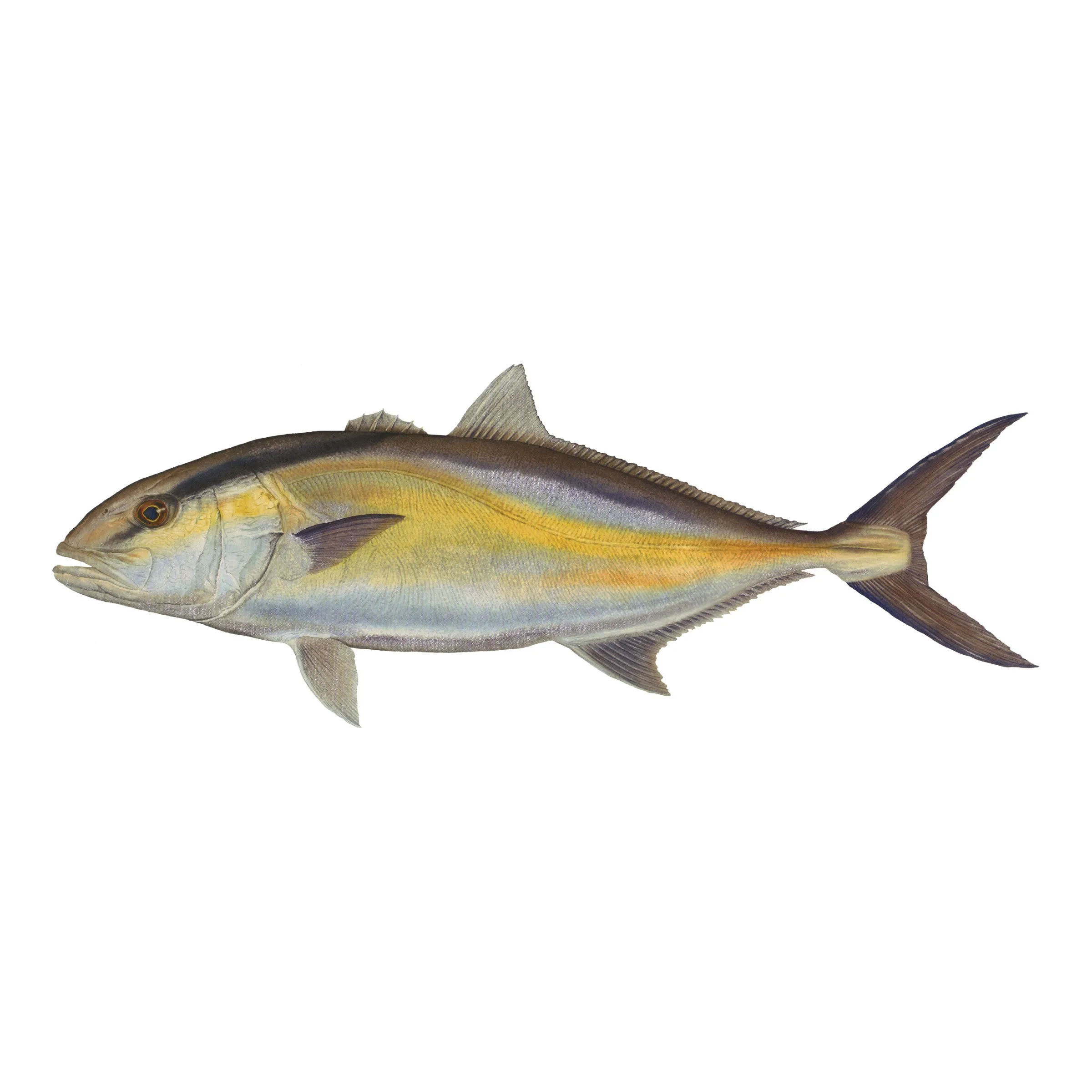 8" Gamefish Boat & Truck Window Stickers